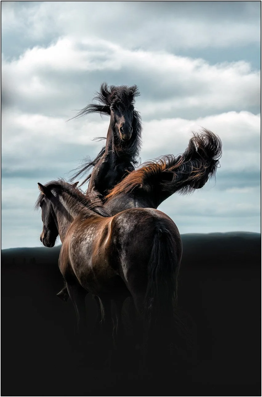 Three Icelandic horses interacting, their manes lifted by the wind in a dynamic and expressive moment.