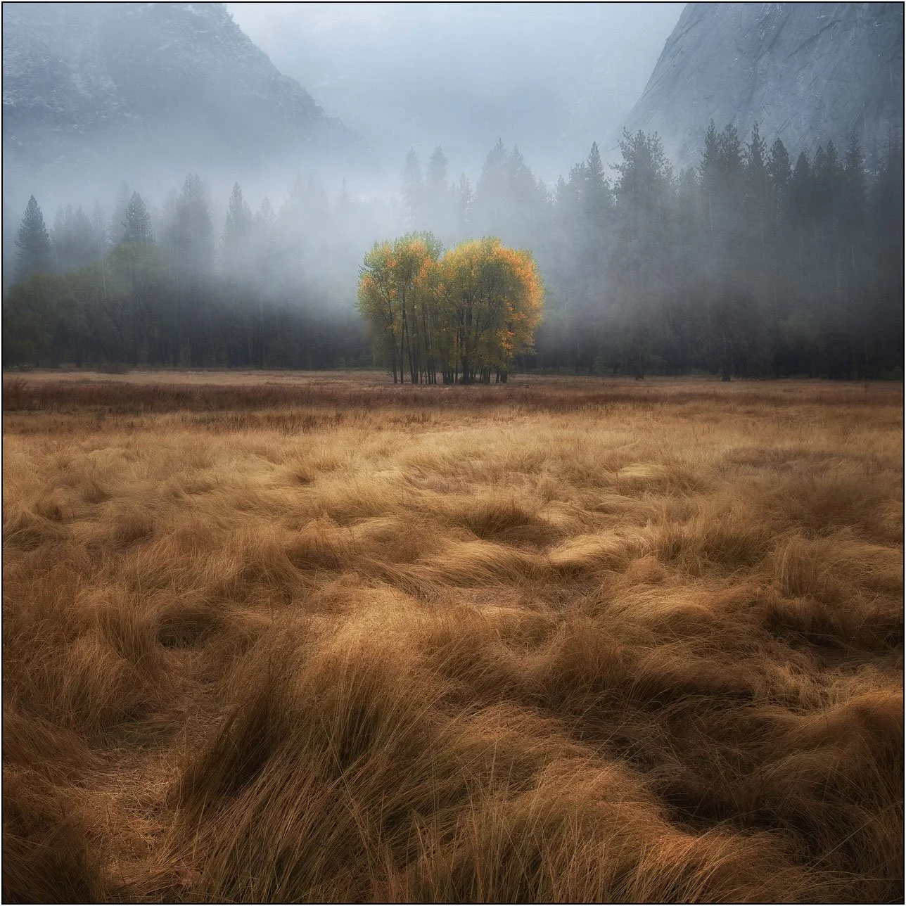 Golden meadow in soft light with a small group of trees glowing through mist in the distance
