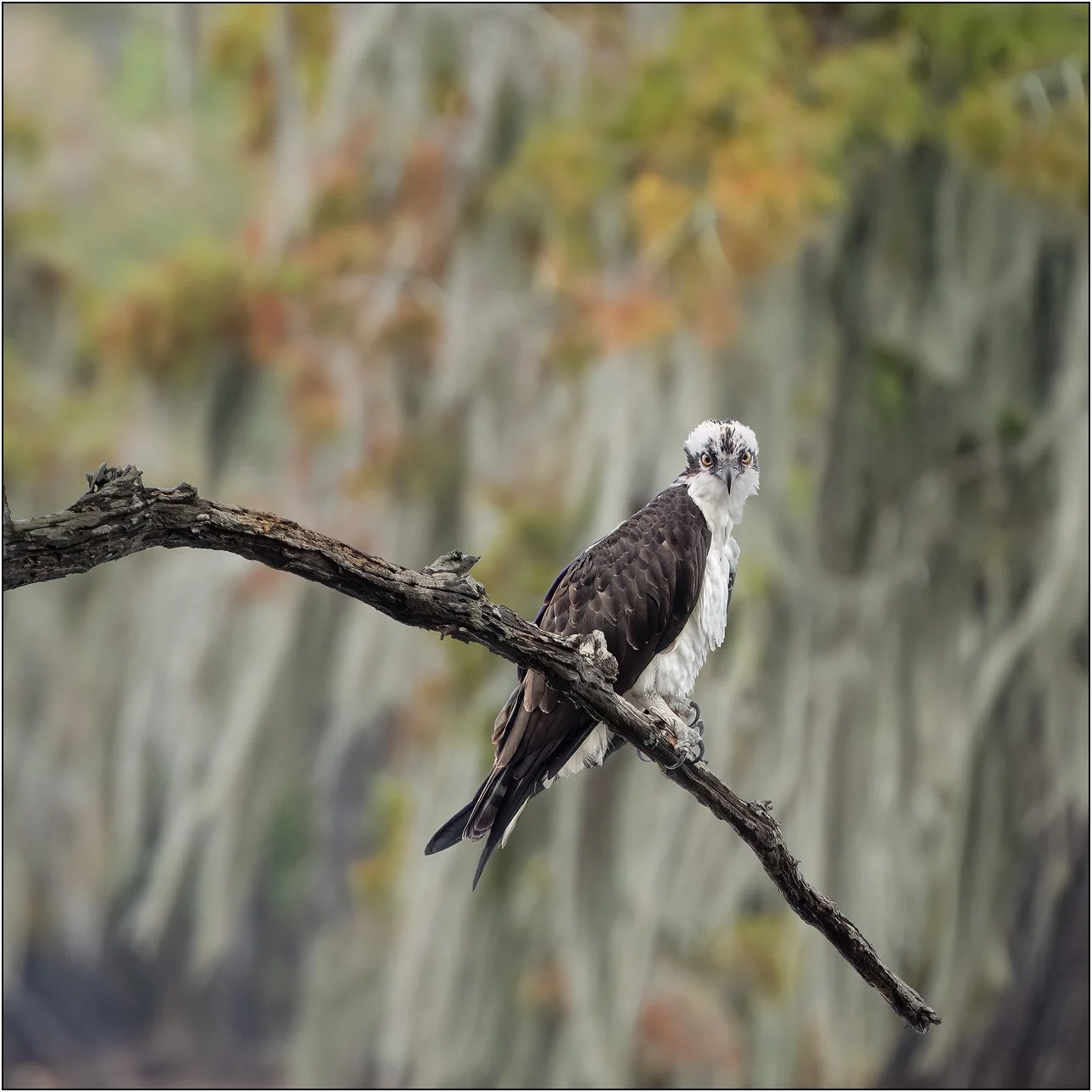 Osprey on a tree branch in southern wetlands.