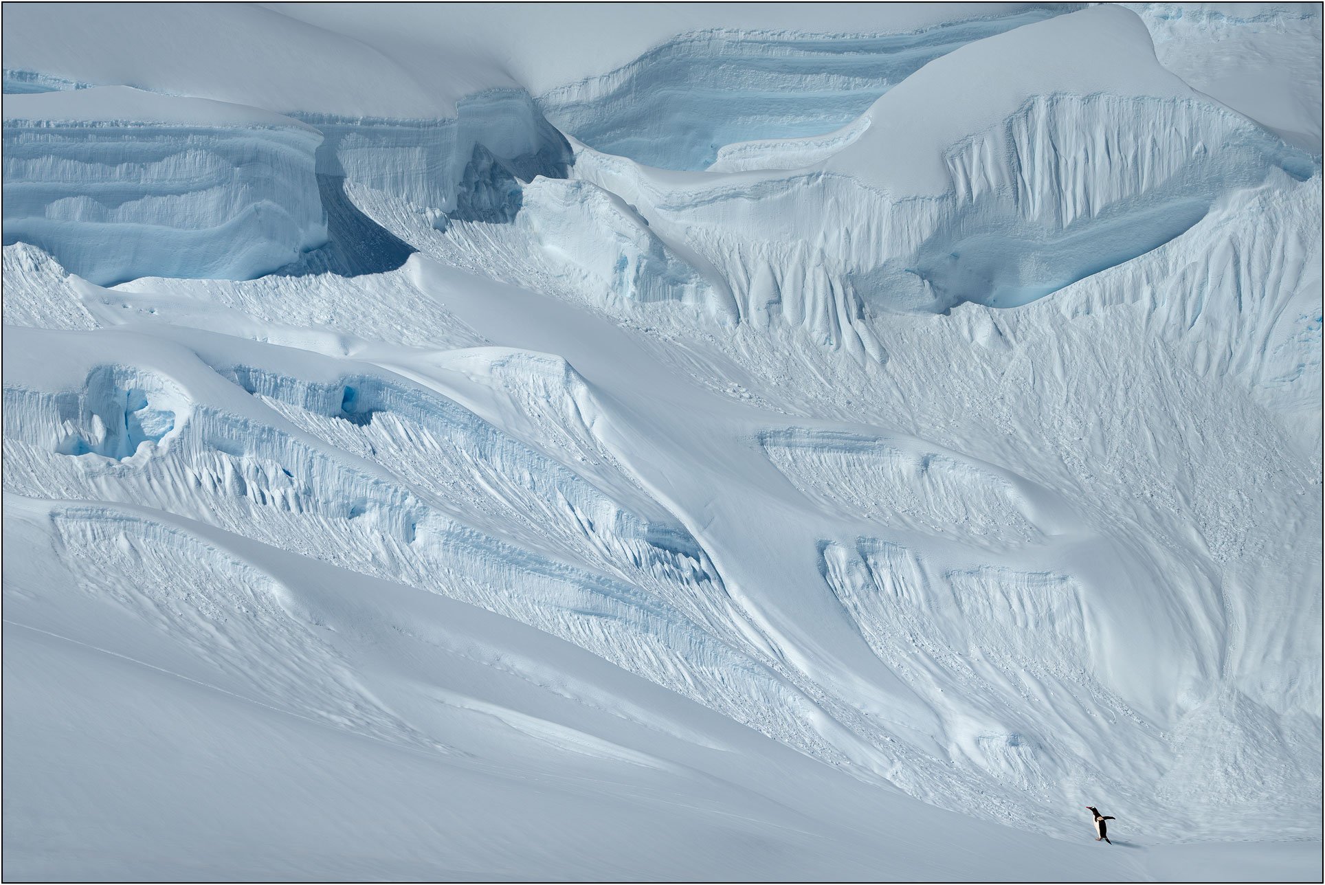 Penguin on snow mountains with ice crevasses in Antarctica.