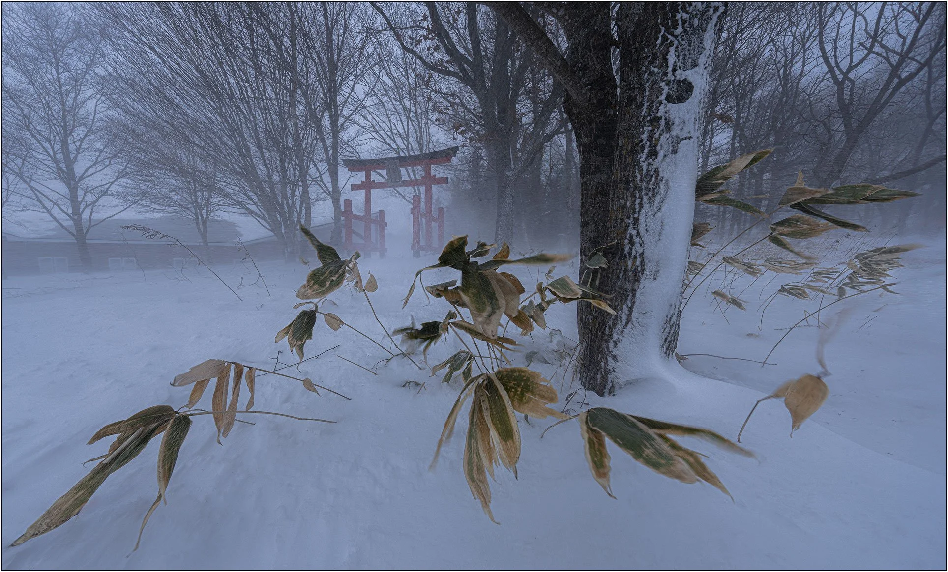 Snowstorm in a forest with a red torii gate partially obscured by blowing snow.