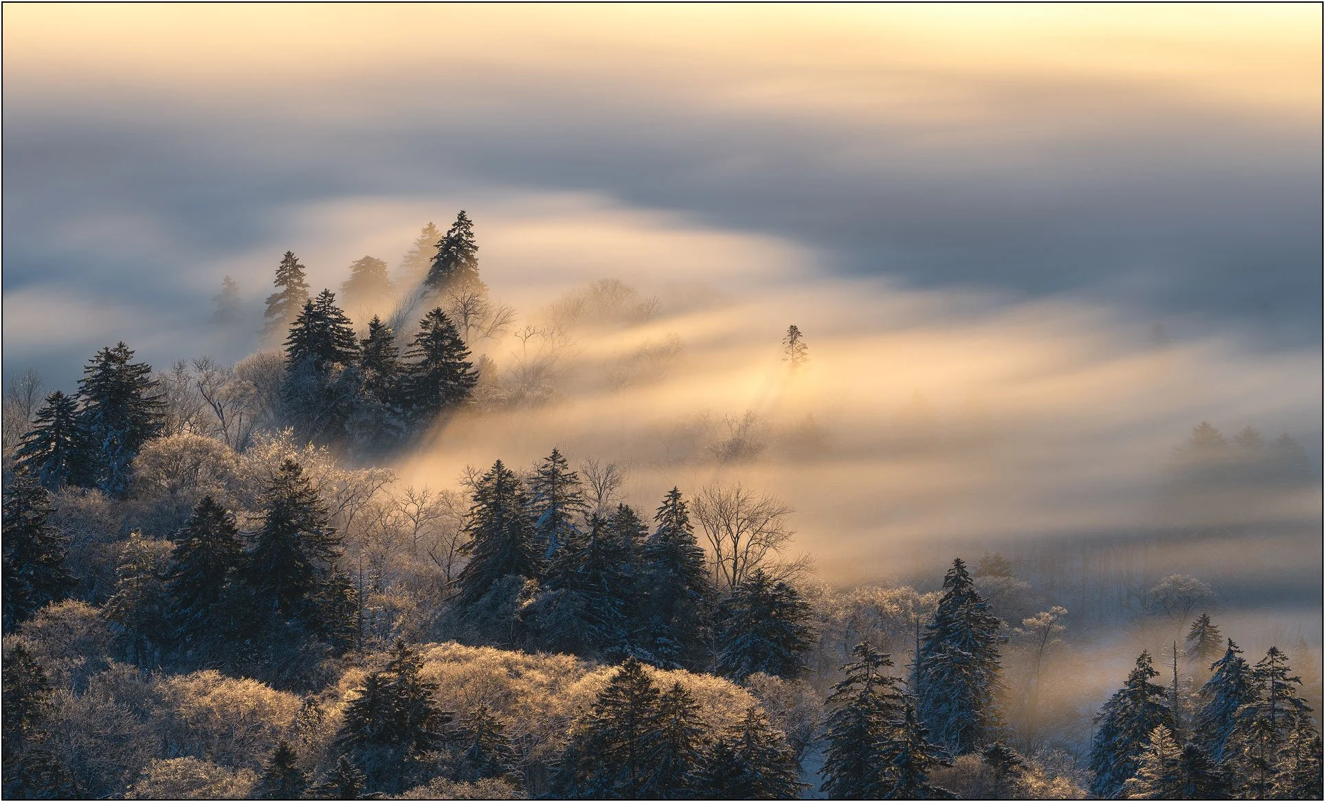 Snowy woodland partially hidden in fog with soft warm light breaking through in Hokkaido, Japan.