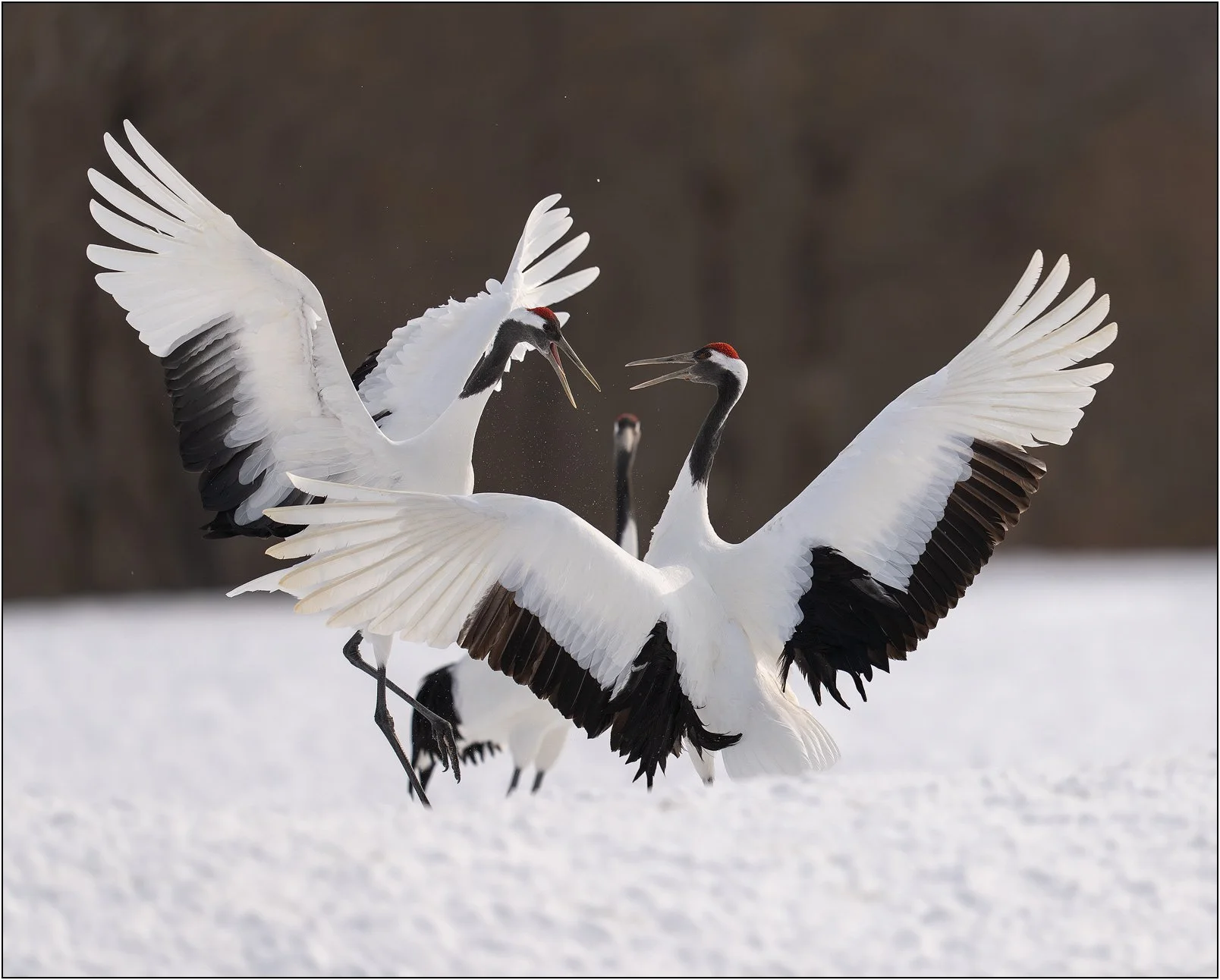 Two red-crowned cranes spreading their wings and interacting in a snowy field in Hokkaido, Japan.