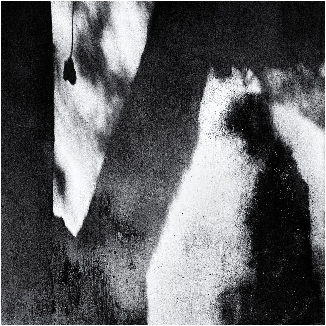Abstract black and white composition with soft shadows and organic shapes suggesting natural forms