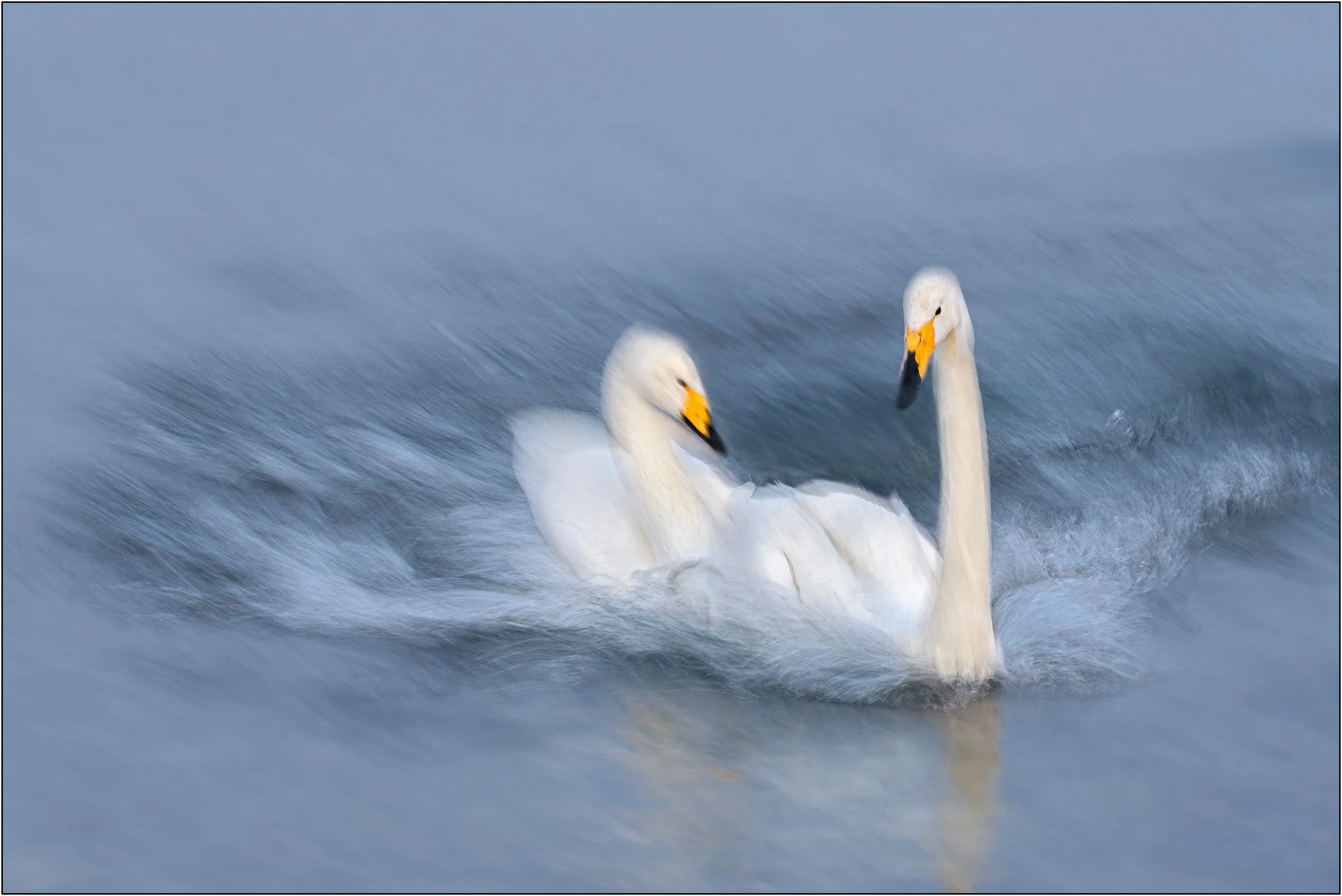 Two whooper swans moving across water with soft motion blur, Hokkaido, Japan.