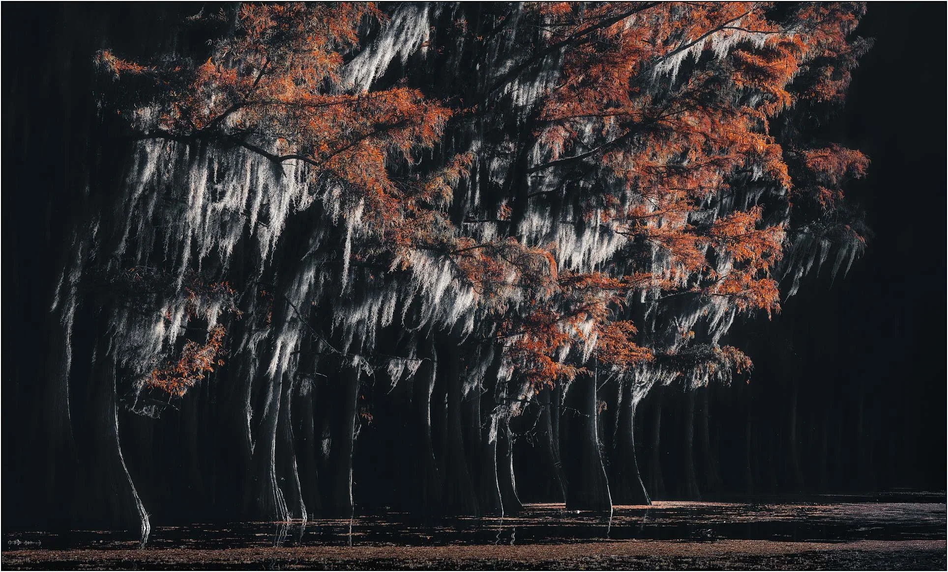 Bald cypress and Spanish moss swaying in the wind in southern wetlands.