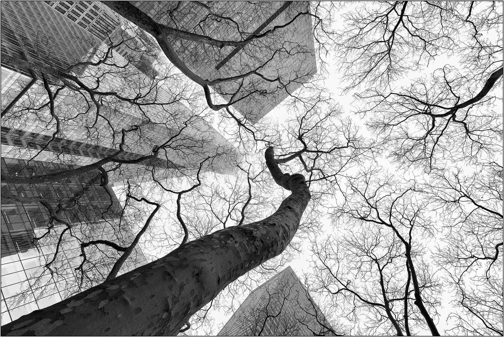 Bare tree branches reaching upward among tall city buildings in a monochrome urban scene