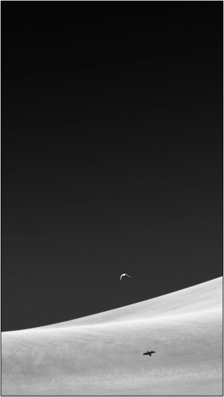 A lone bird flying above a sand dune with its shadow cast on the textured surface below