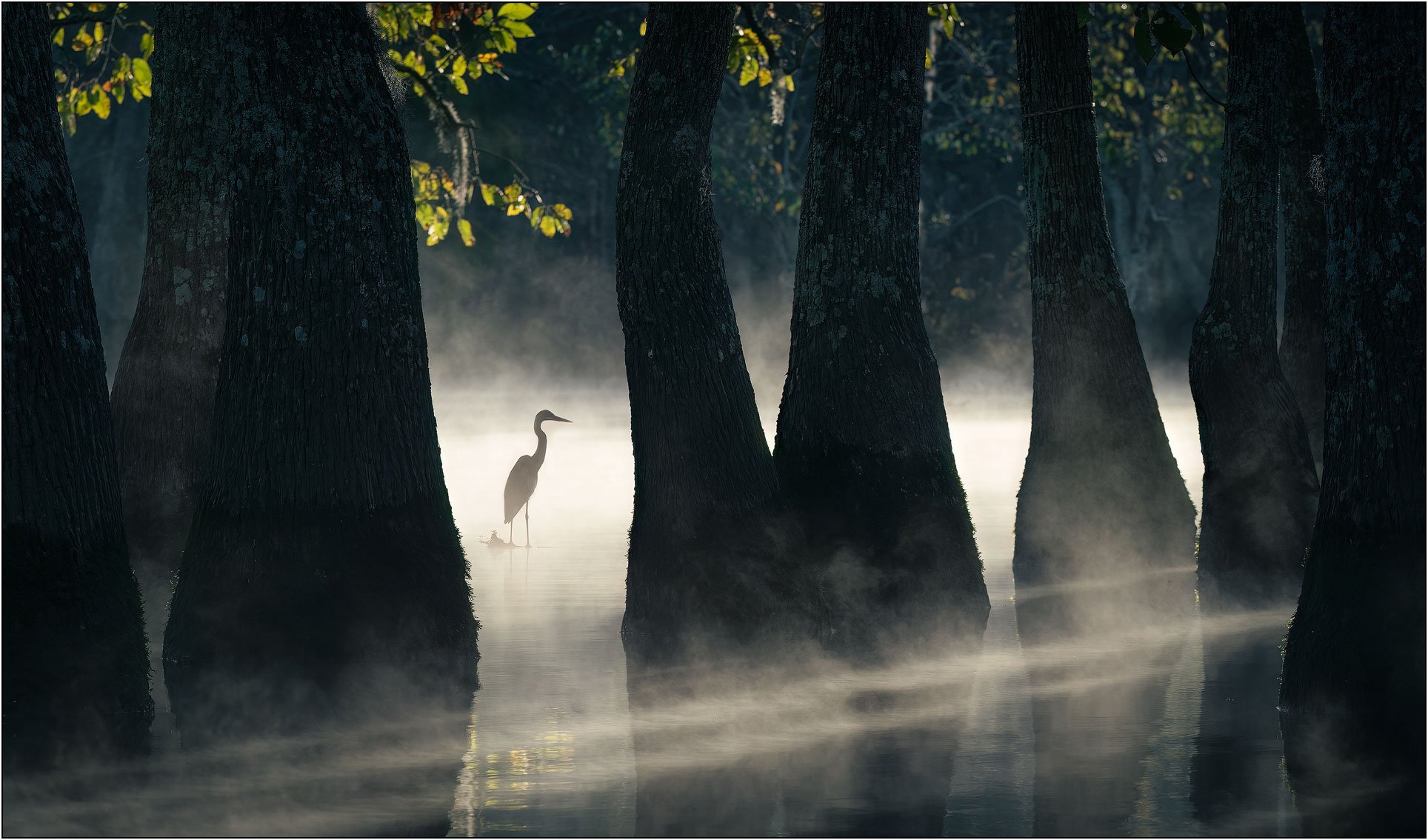 Blue heron in misty southern wetlands surrounded by tupelo trees in morning light.