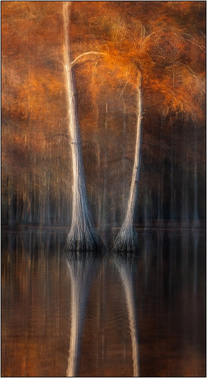 Abstract motion-blurred cypress trees in autumn colors, creating a painterly forest scene.