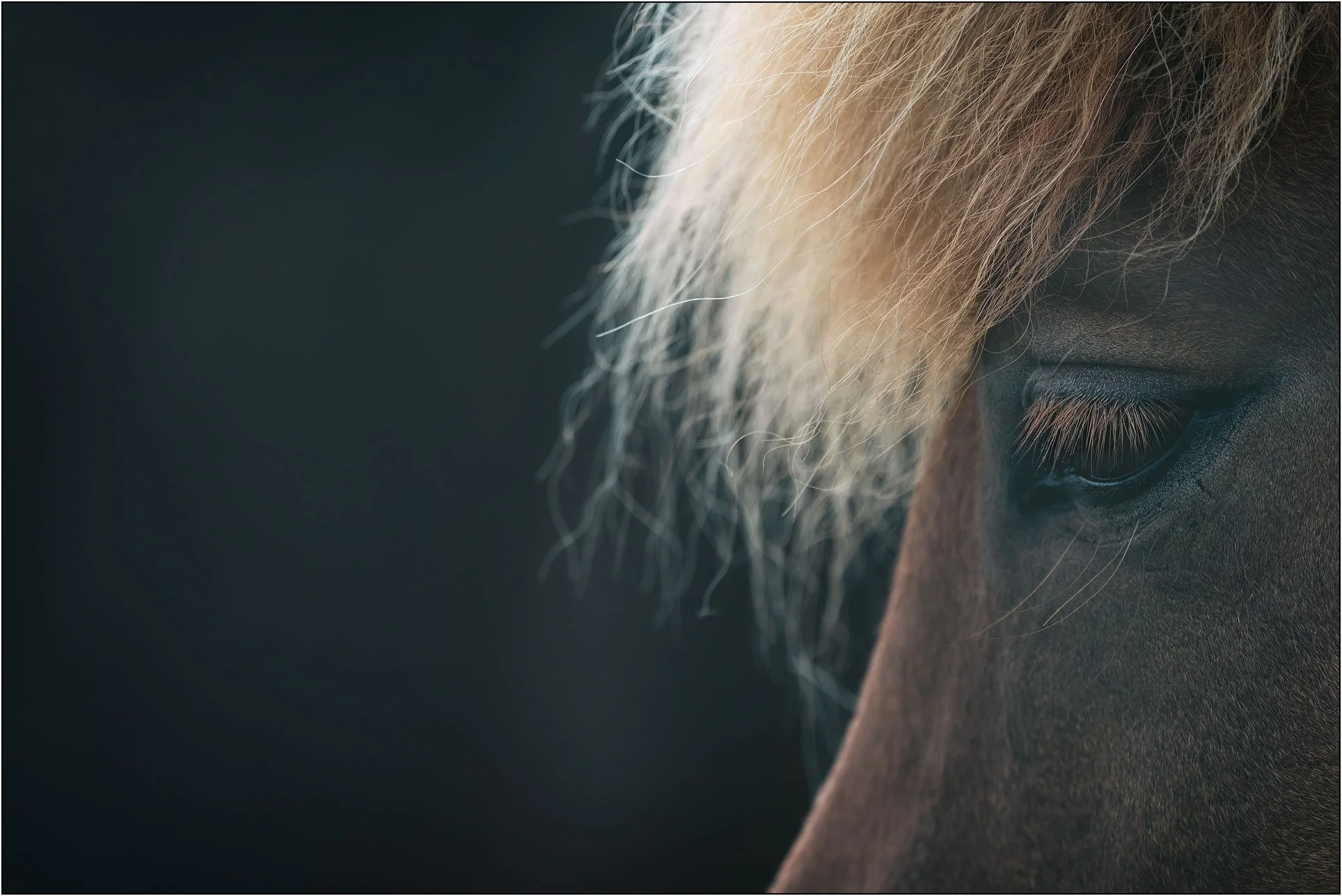 Close-up of an Icelandic horse’s eye framed by soft mane, with fine texture and gentle light.