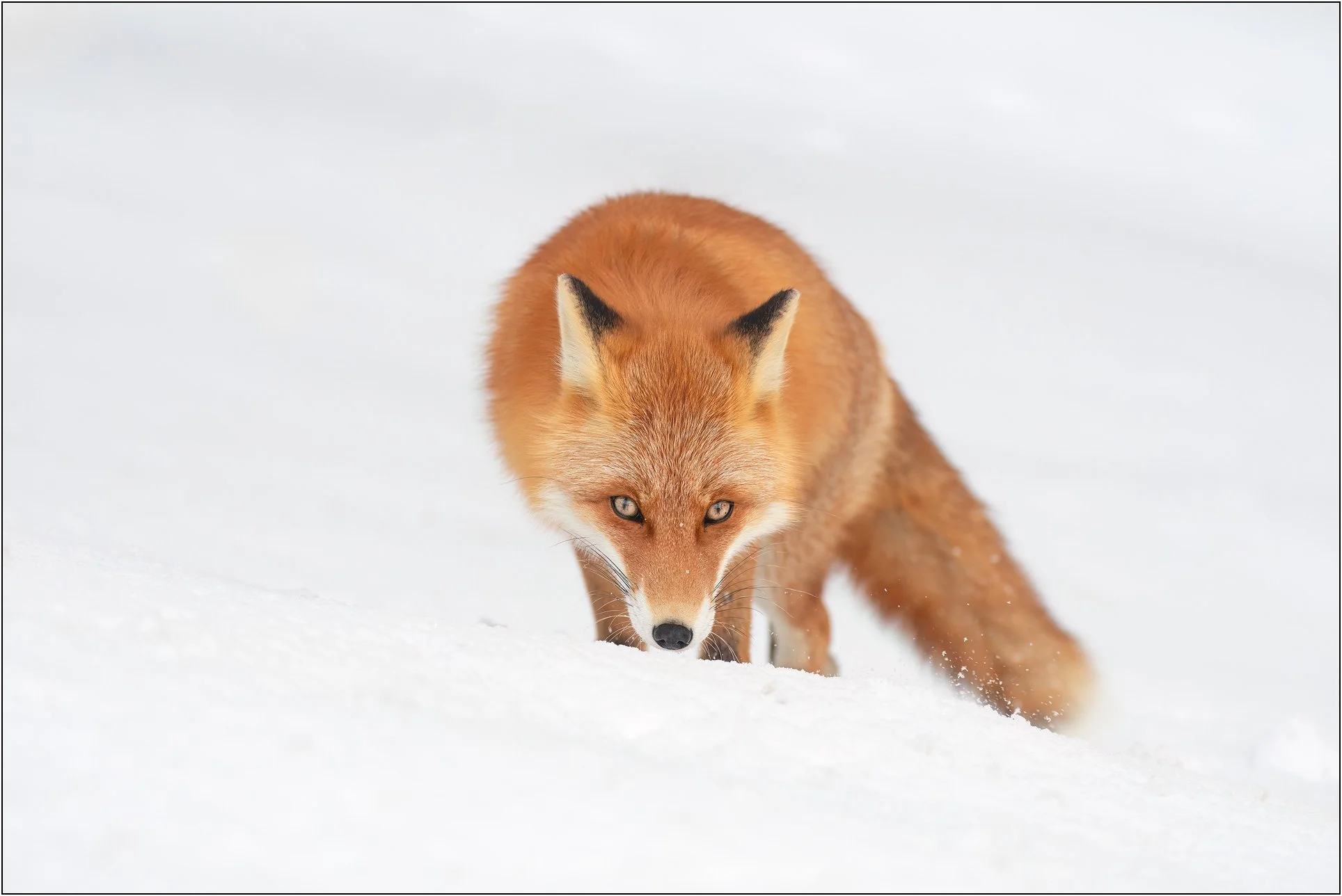 A red fox walking through deep snow with a focused gaze in Hokkaido, Japan.