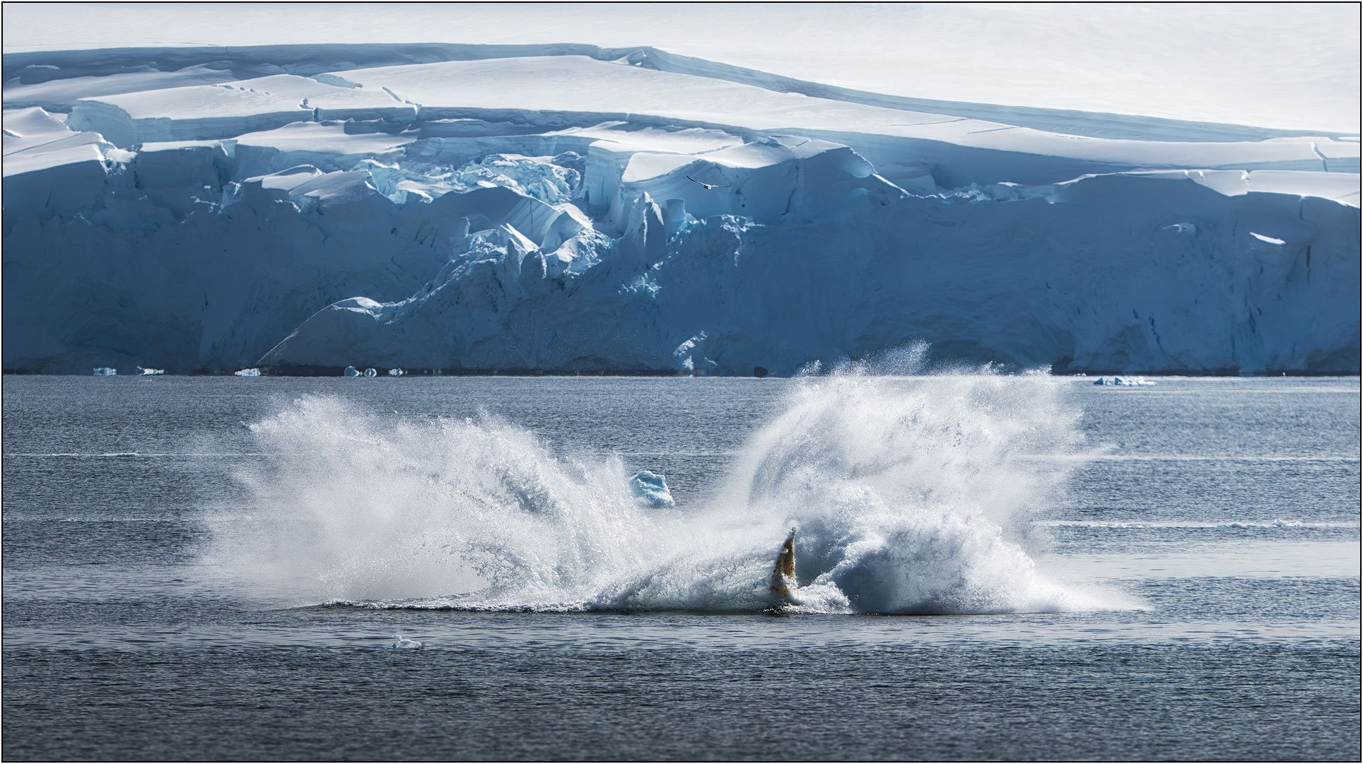 A humpback whale splashes into water with ice cliffs as background in Antarctica.