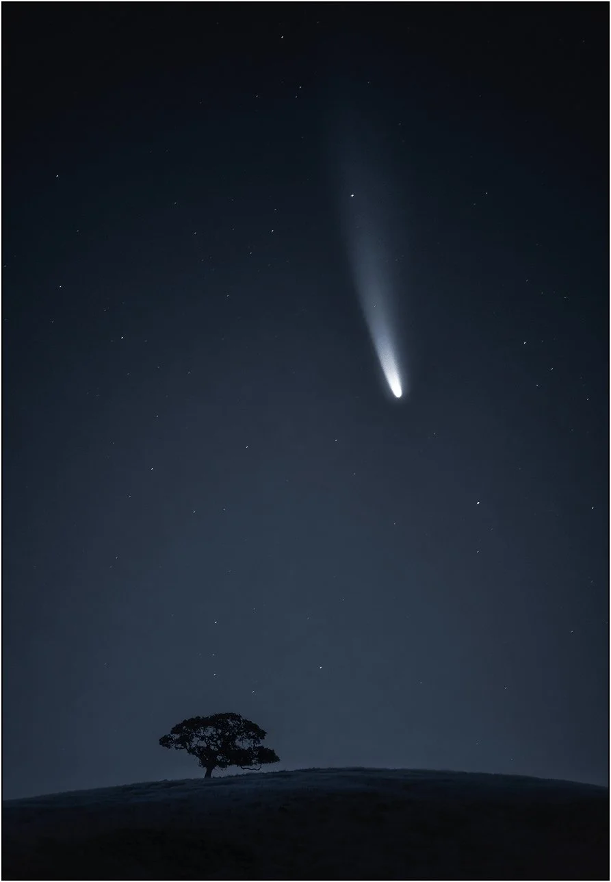 Comet NEOWISE over a lone tree