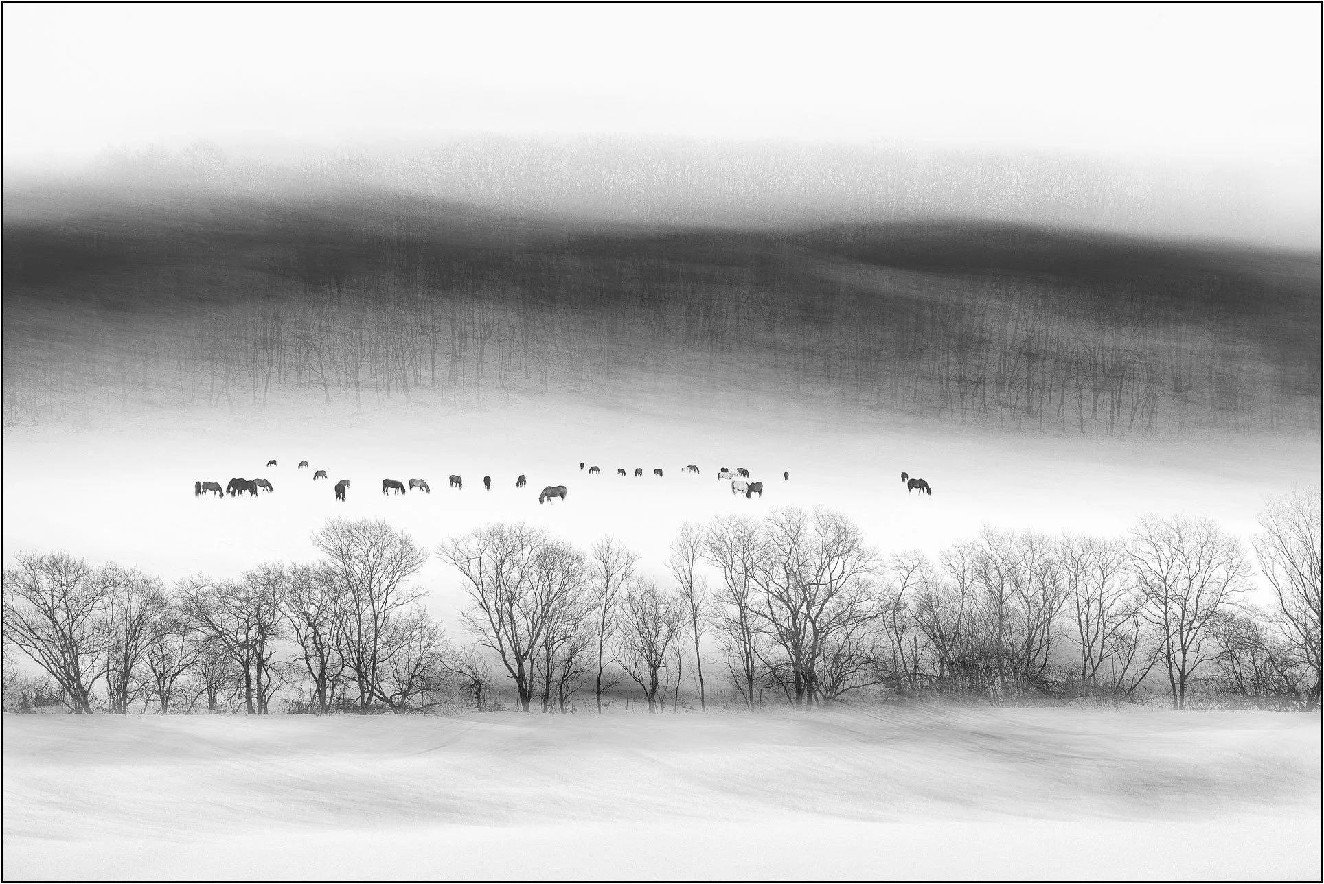 Horses scattered across a snowy field with abstract motion-blurred trees in black and white in Hokkaido, Japan.