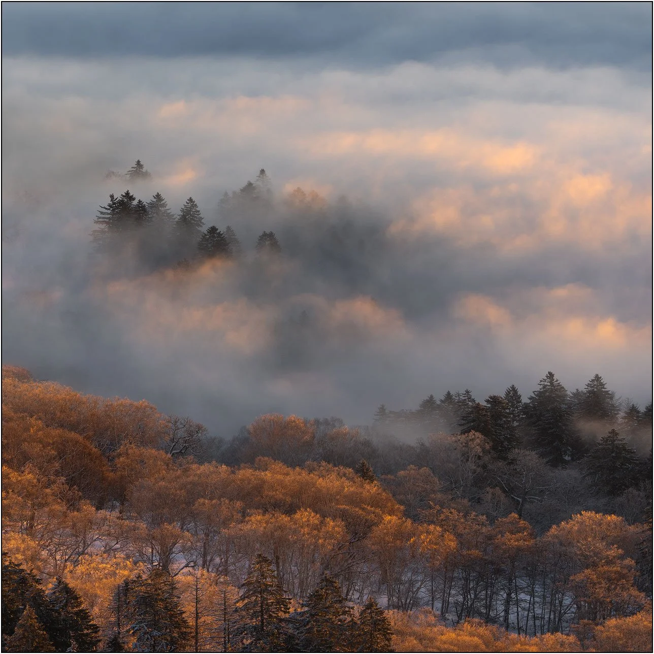 Layered forest scene with mist and warm light creating depth over snow-covered trees in Hokkaido, Japan.