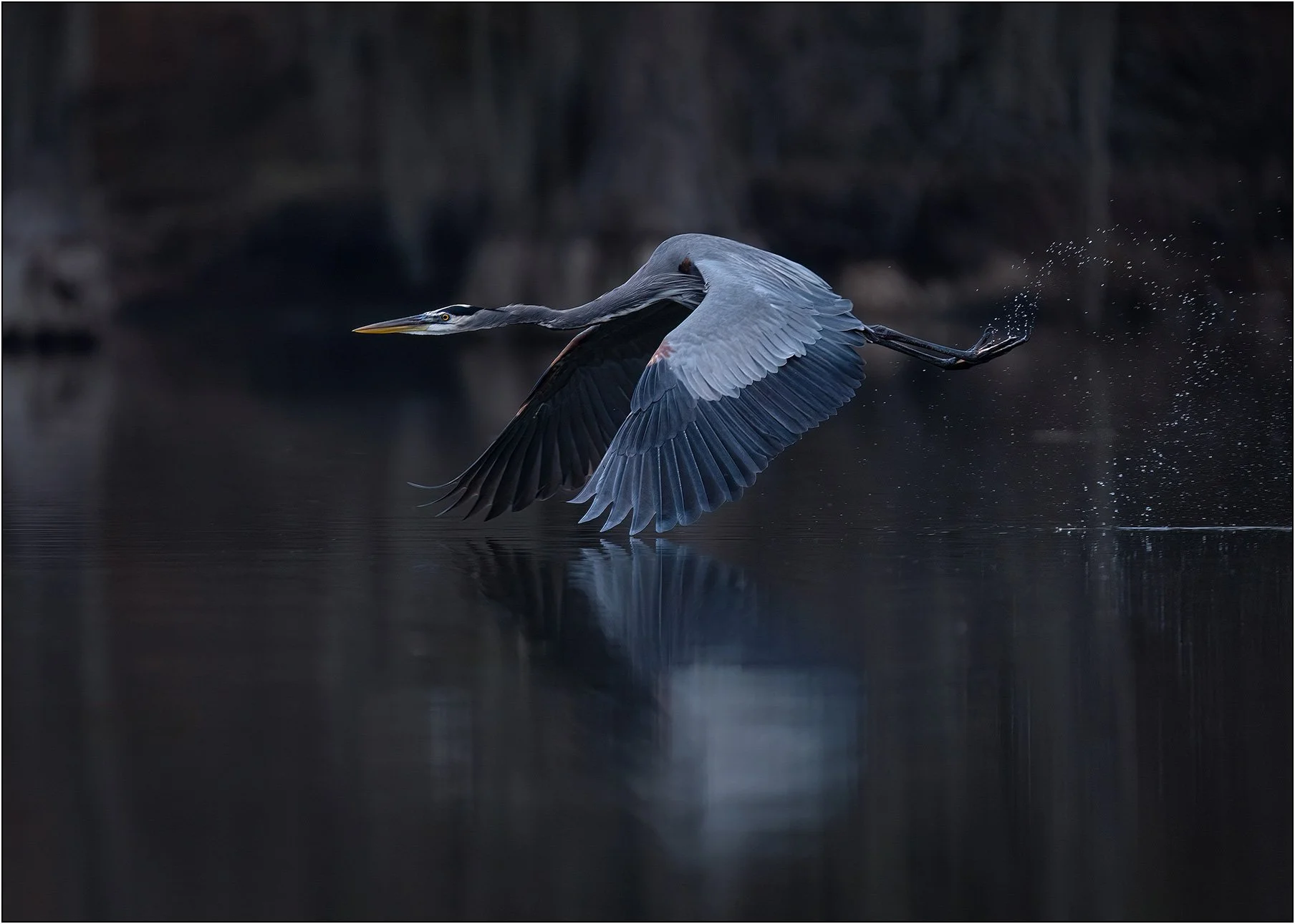 Blue heron takes off from water and fly in southern wetlands.