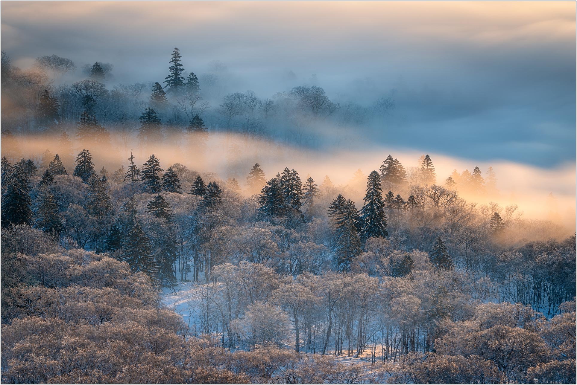 Forest landscape with drifting fog and soft golden light over snow-covered trees in Hokkaido, Japan.