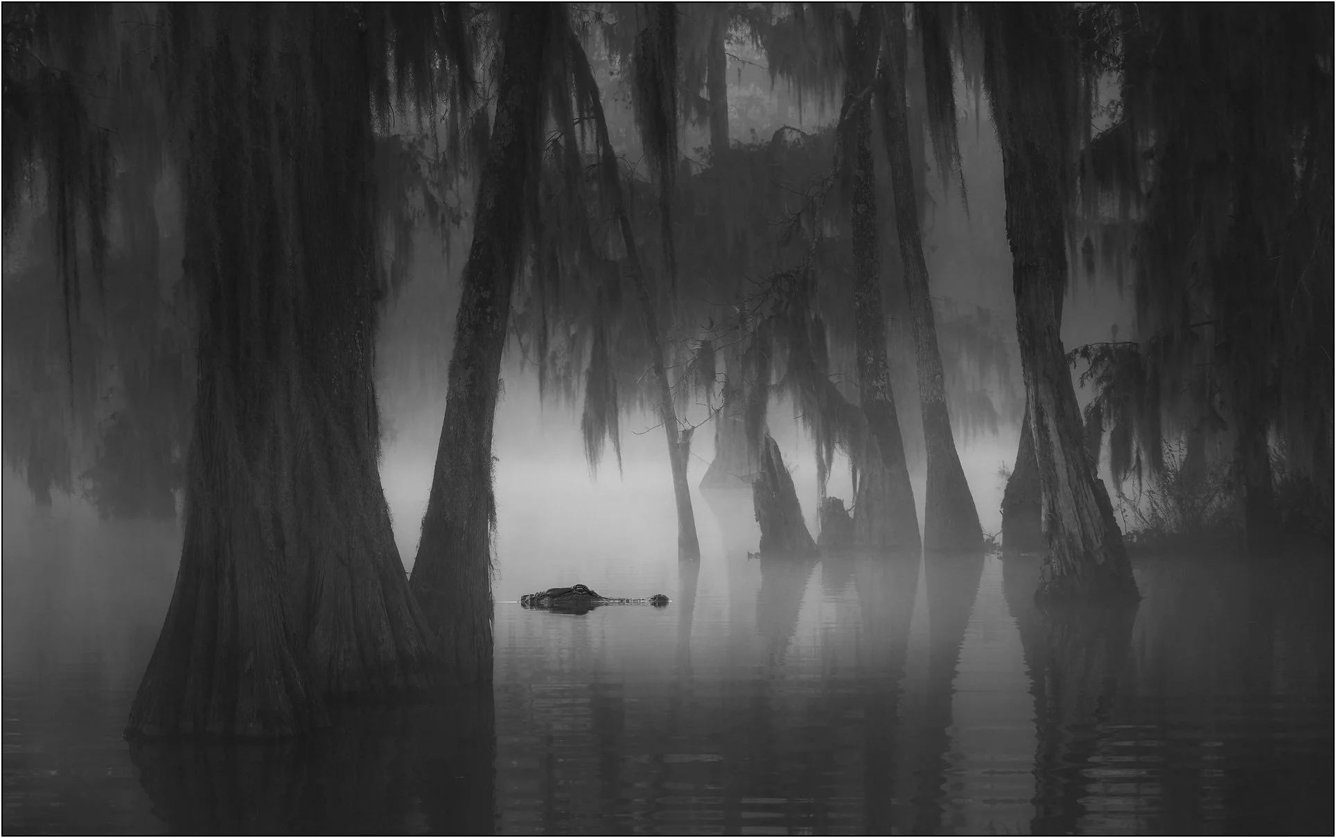 Alligator emerges head above water in misty souther swamps surrounded by bald cypress trees.