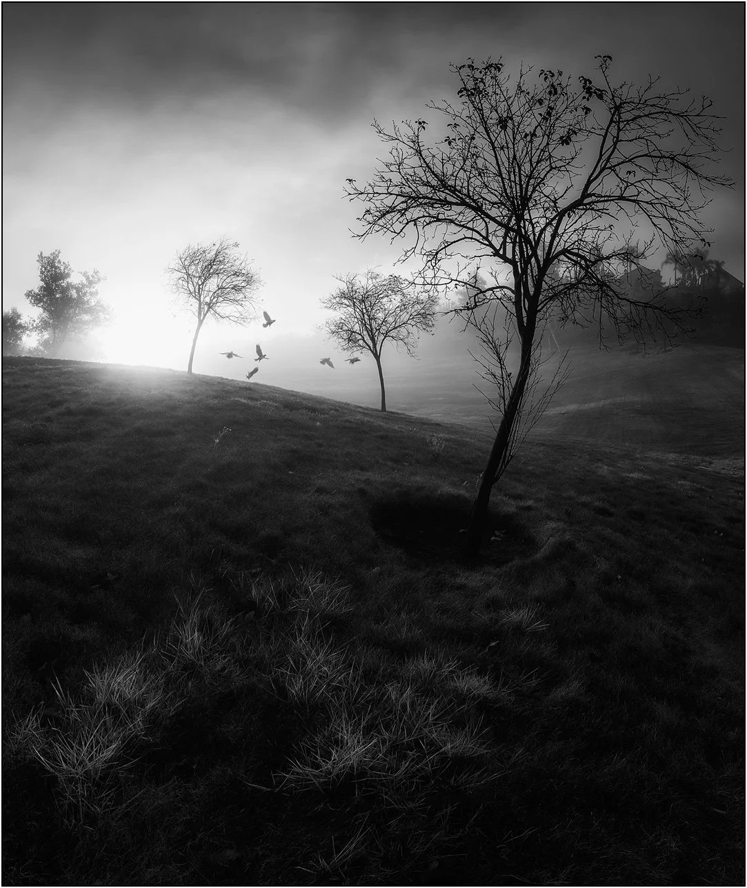 Trees on a slope with grass lightened by morning light, birds flying around.