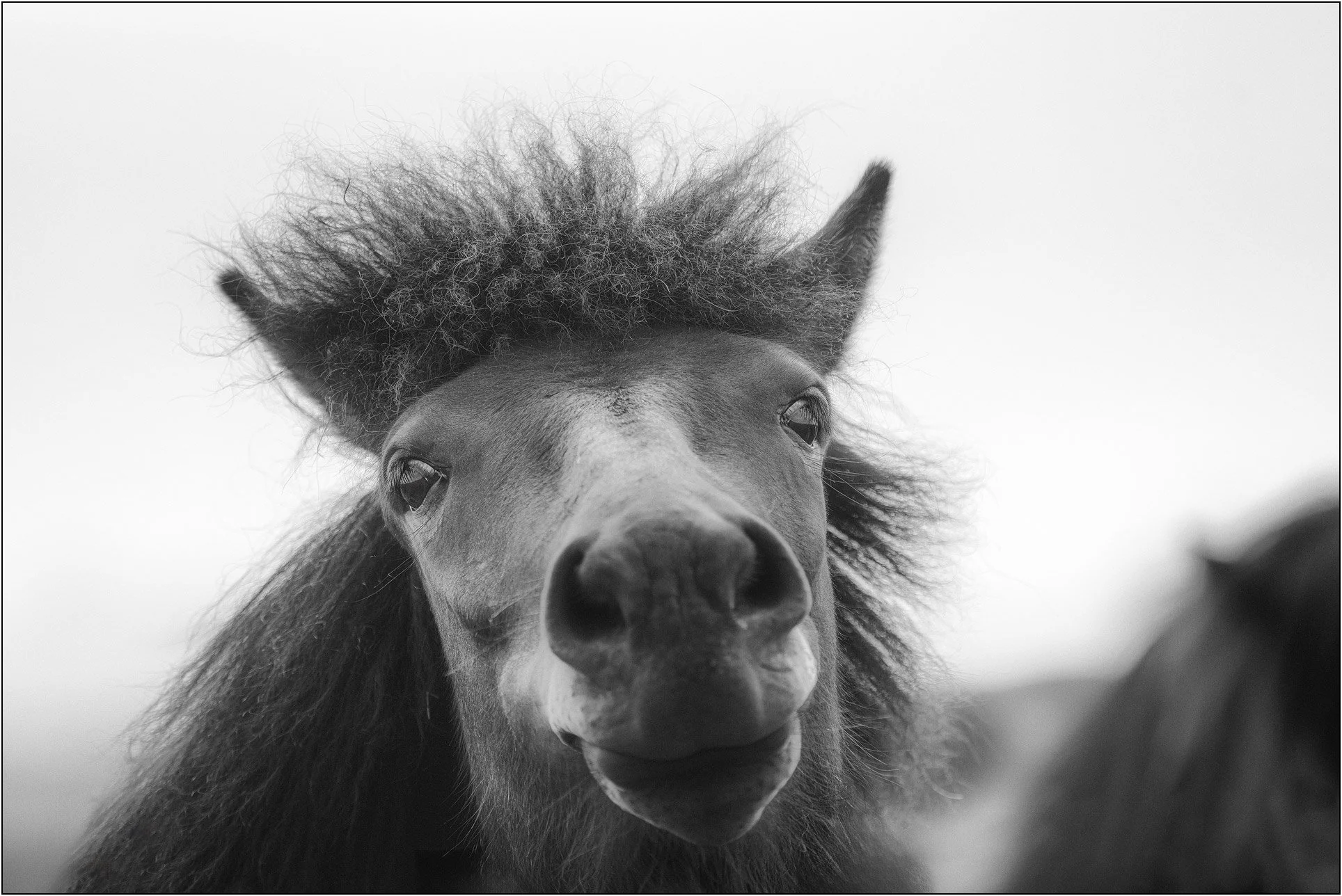 Close-up frontal portrait of an Icelandic horse with a tousled mane and curious expression.
