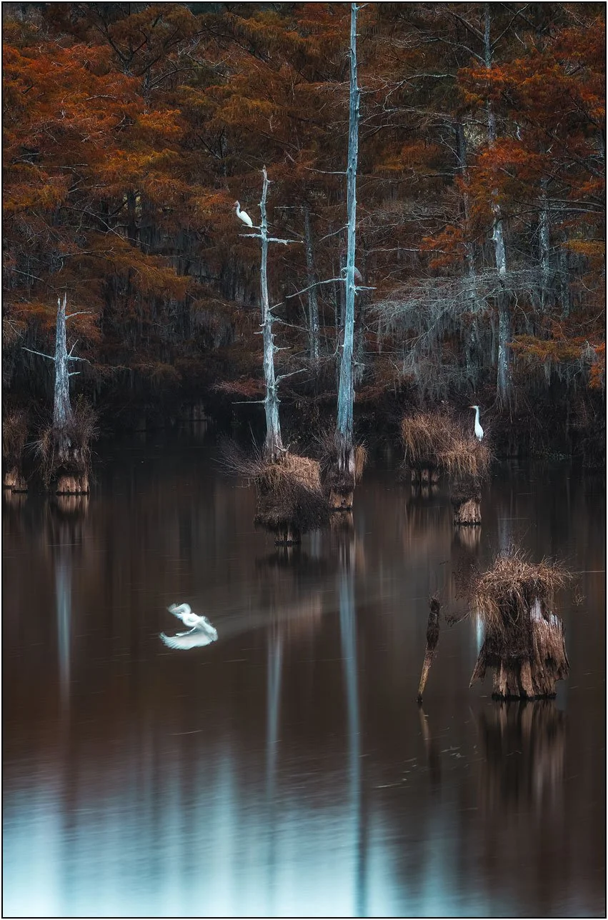 Great egrets and cypress trees in fall colors in southern wetlands.