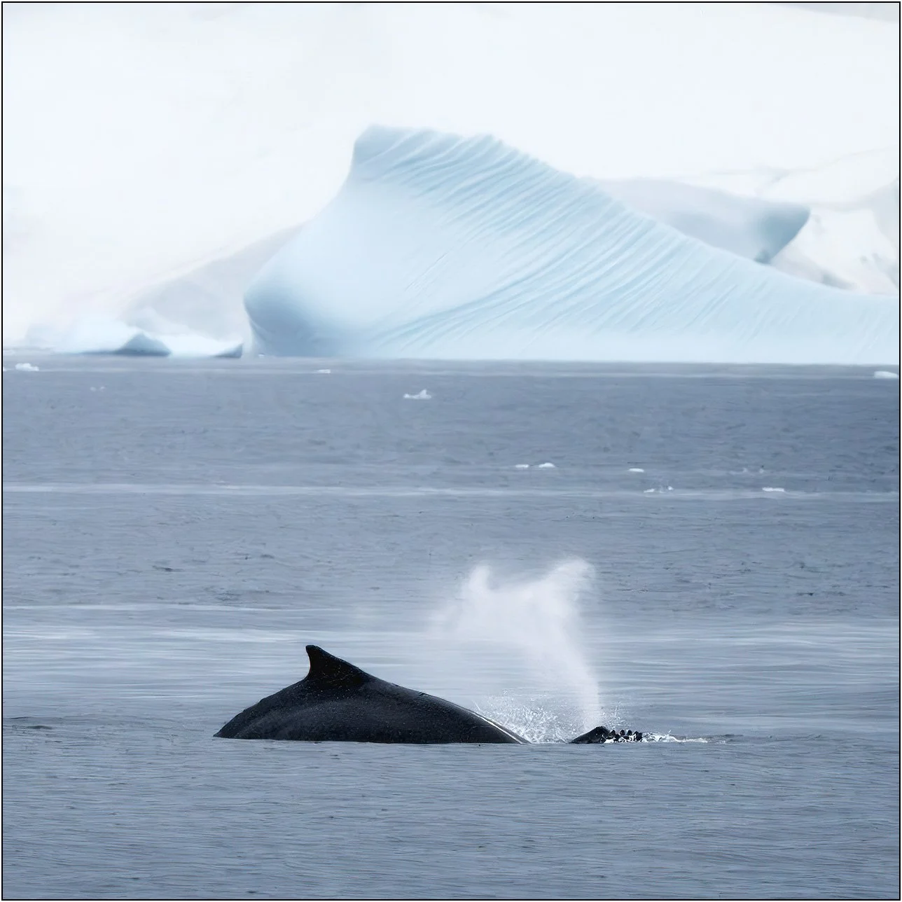 A Whale takes a breath with icebergs as background in Antarctica.