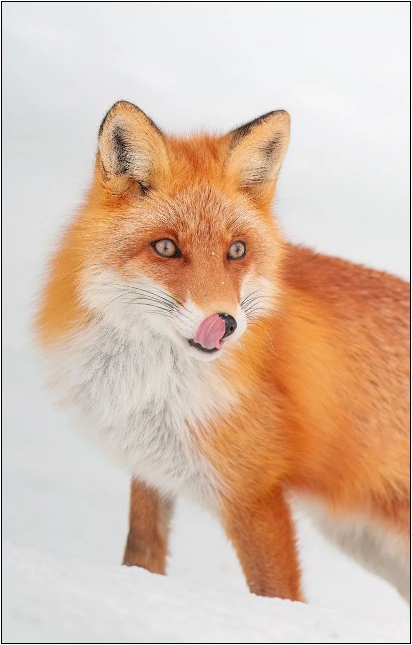 A red fox licking its nose while standing in the snow in Hokkaido, Japan.