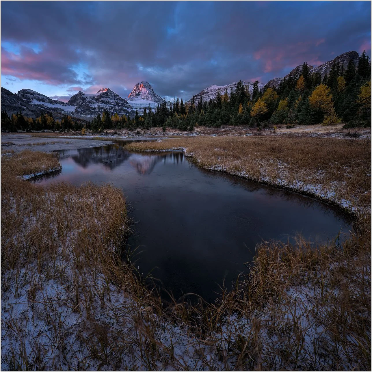 Meadow and Mt. Assiniboine after snow at dawn.