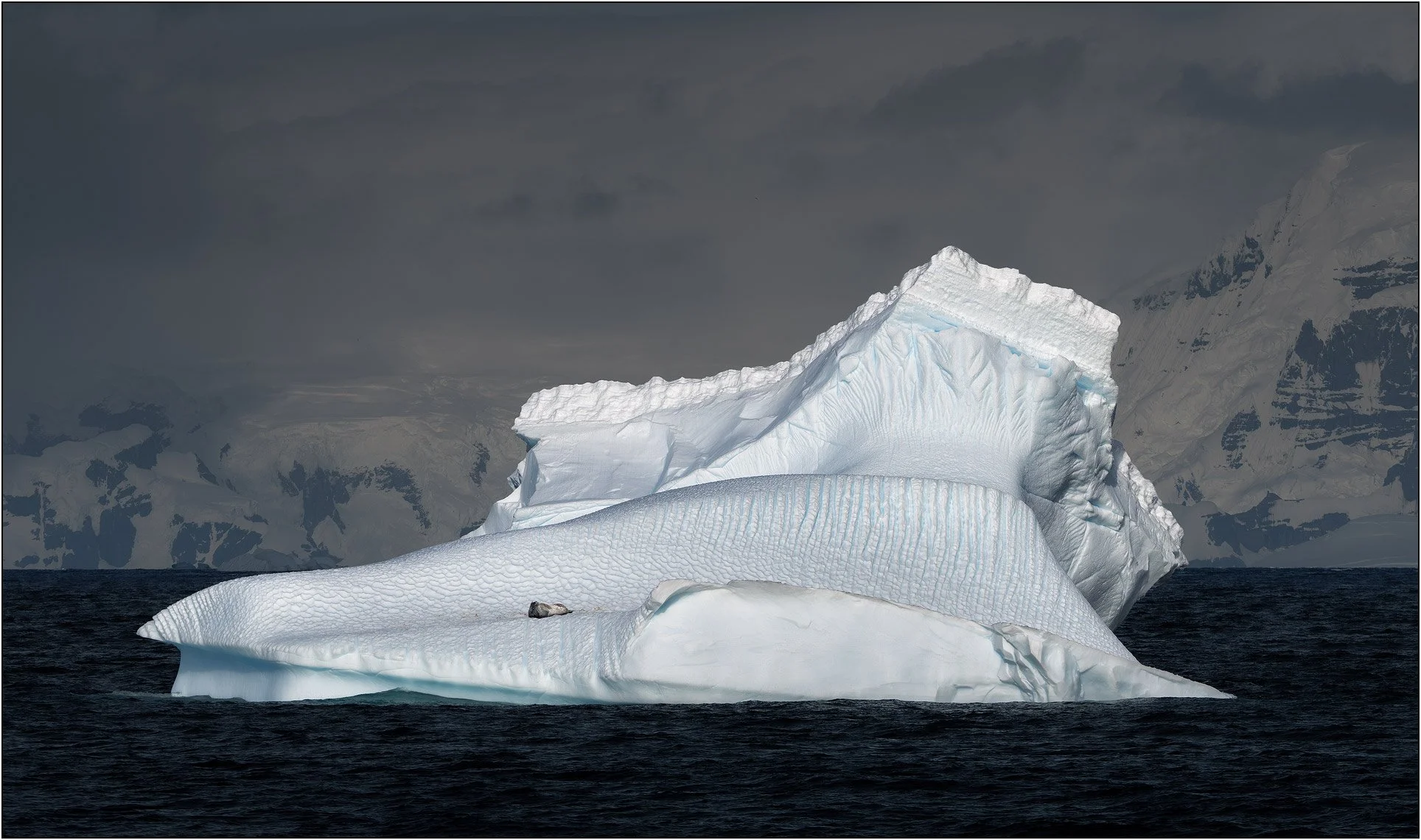 A leopard seal rests on a floating iceberg with detailed textures of ice in Antarctica.