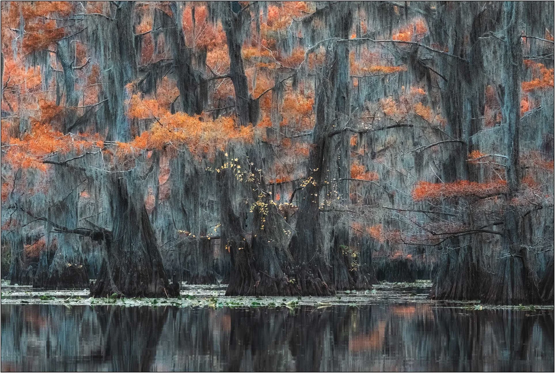 Cypress forest in fall colors in southern wetlands.