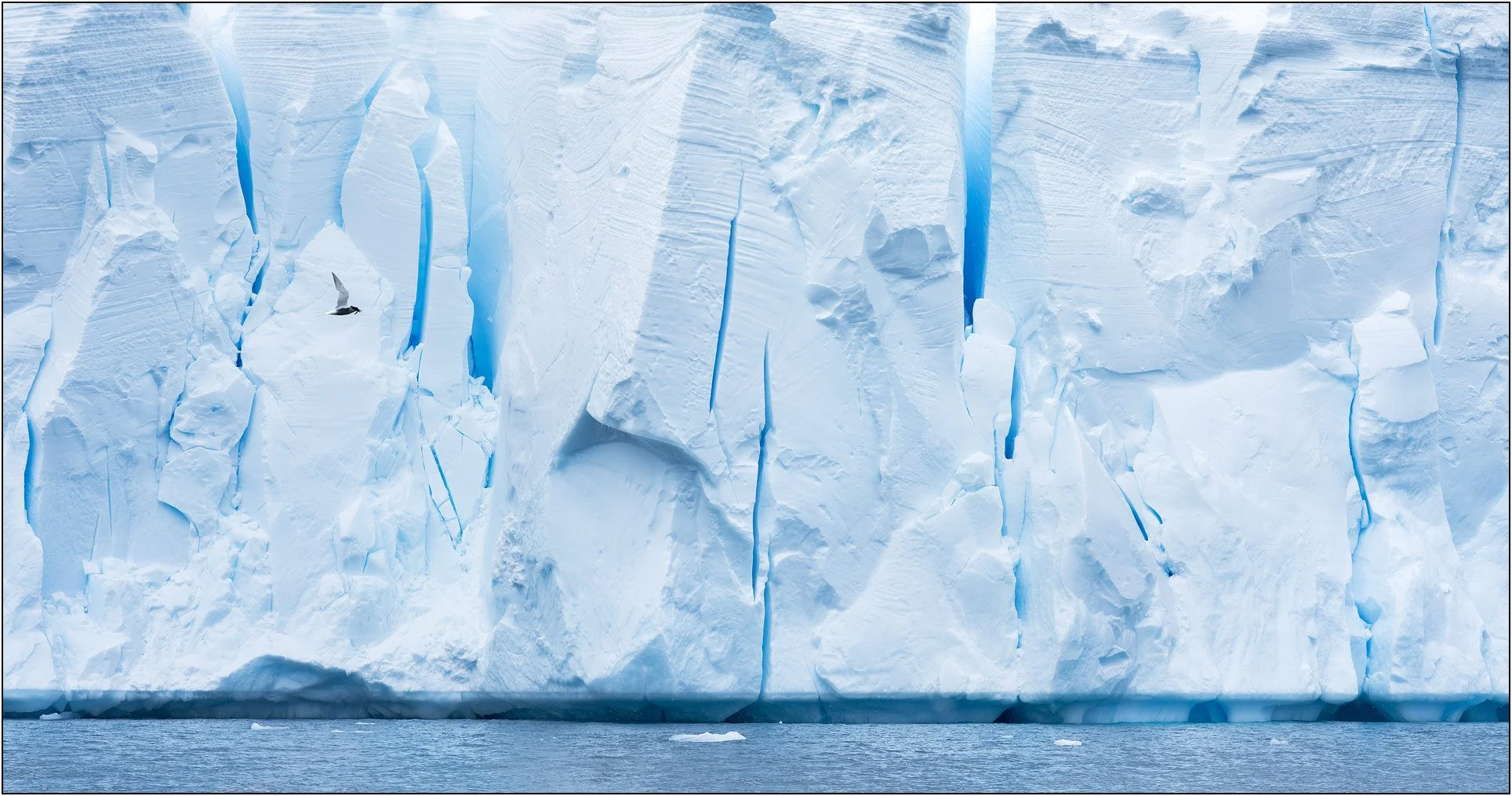 An arctic tern flies by huge ice cliffs in Antarctica.