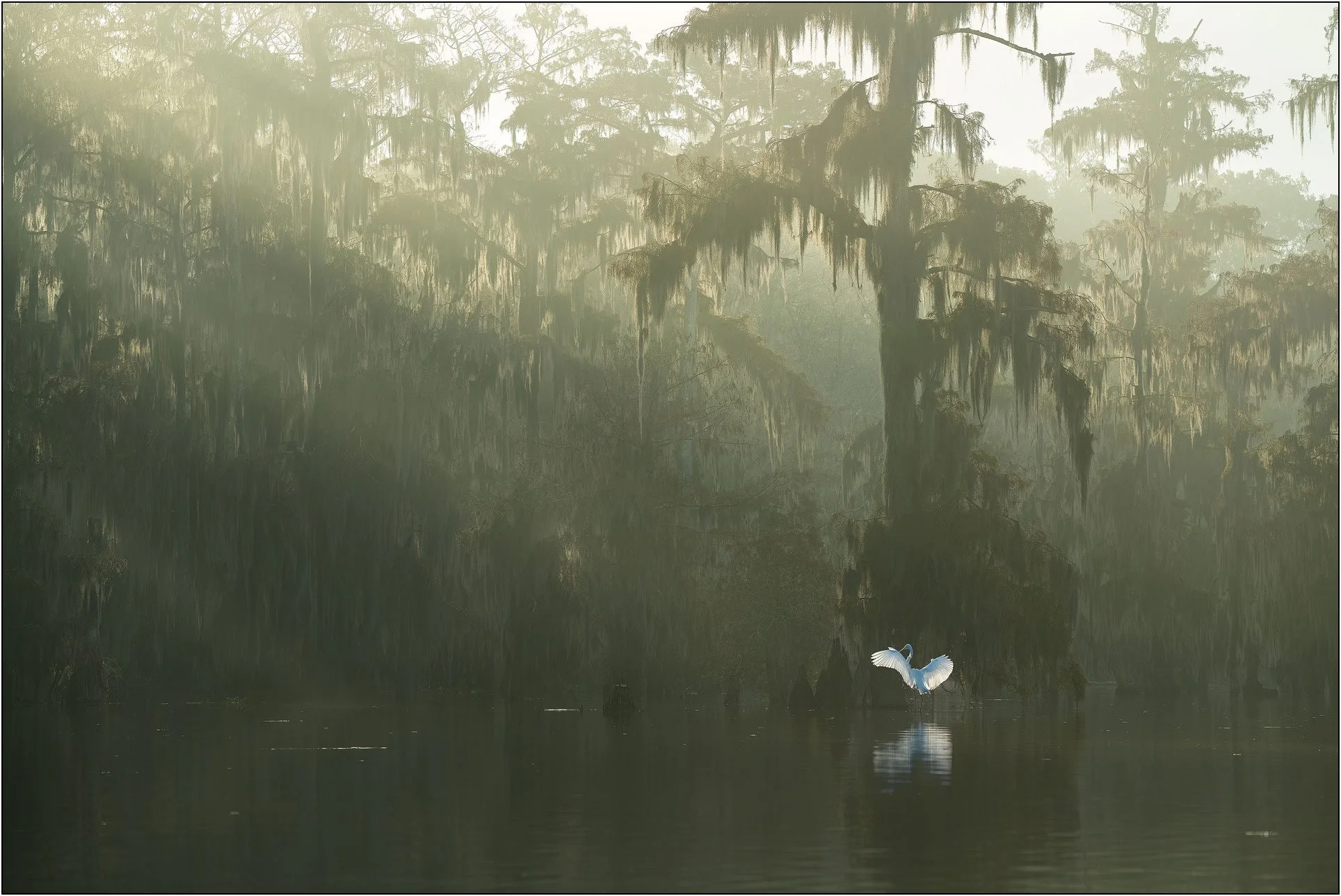 Great egret open wings under bald cypress trees in morning light in southern wetlands.