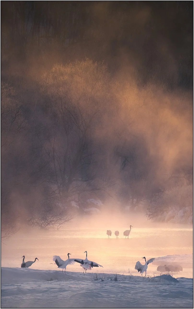 Red-crowned cranes standing and moving in glowing mist over a river at sunrise in Otowa, Hokkaido, Japan. 