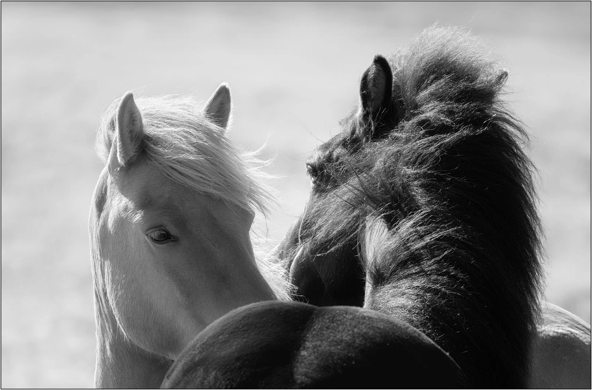 Black and white portrait of two Icelandic horses standing close together, their manes softly overlapping in the wind.