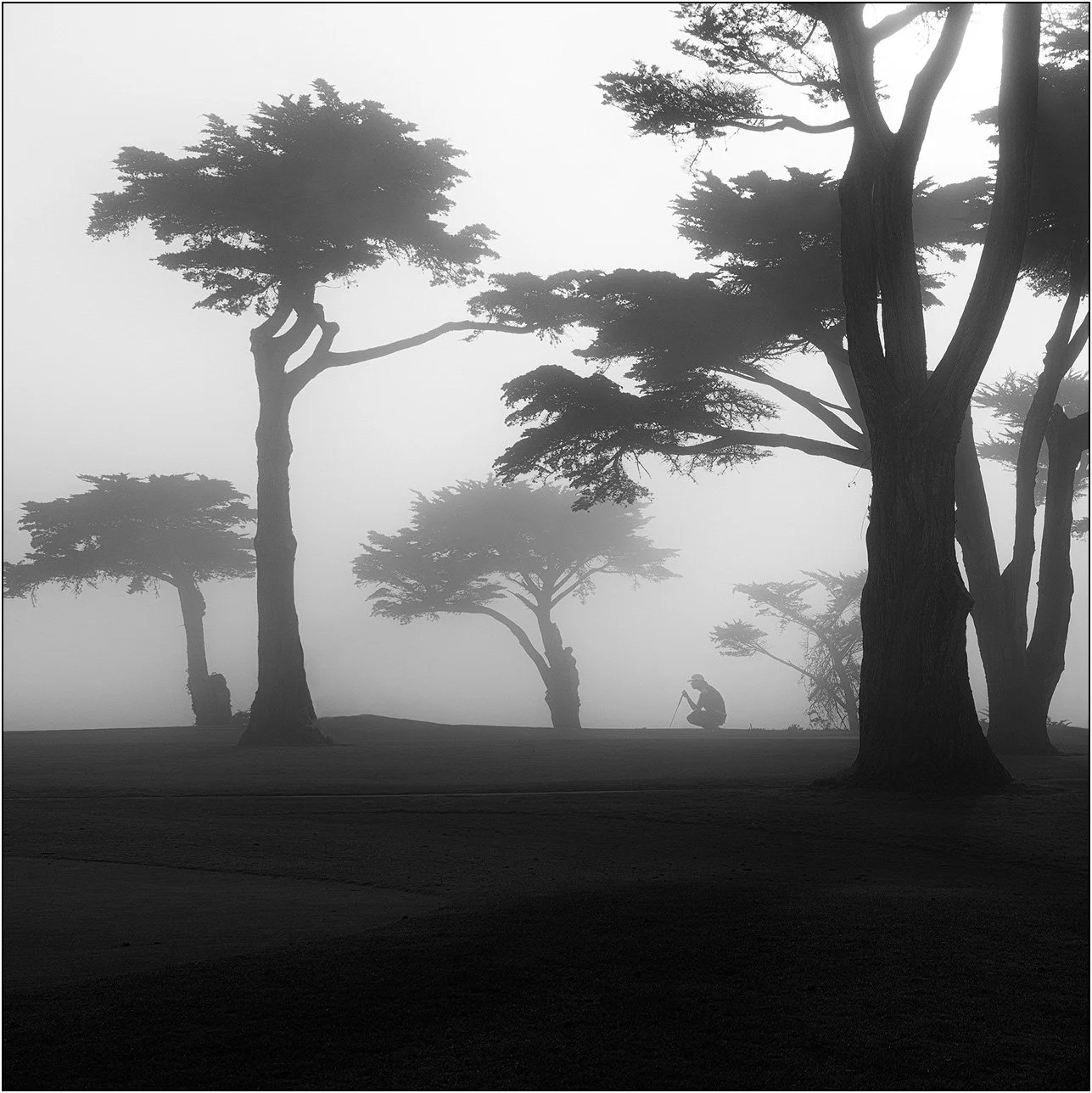 Silhouette of a golfer among wind-shaped trees in dense coastal fog