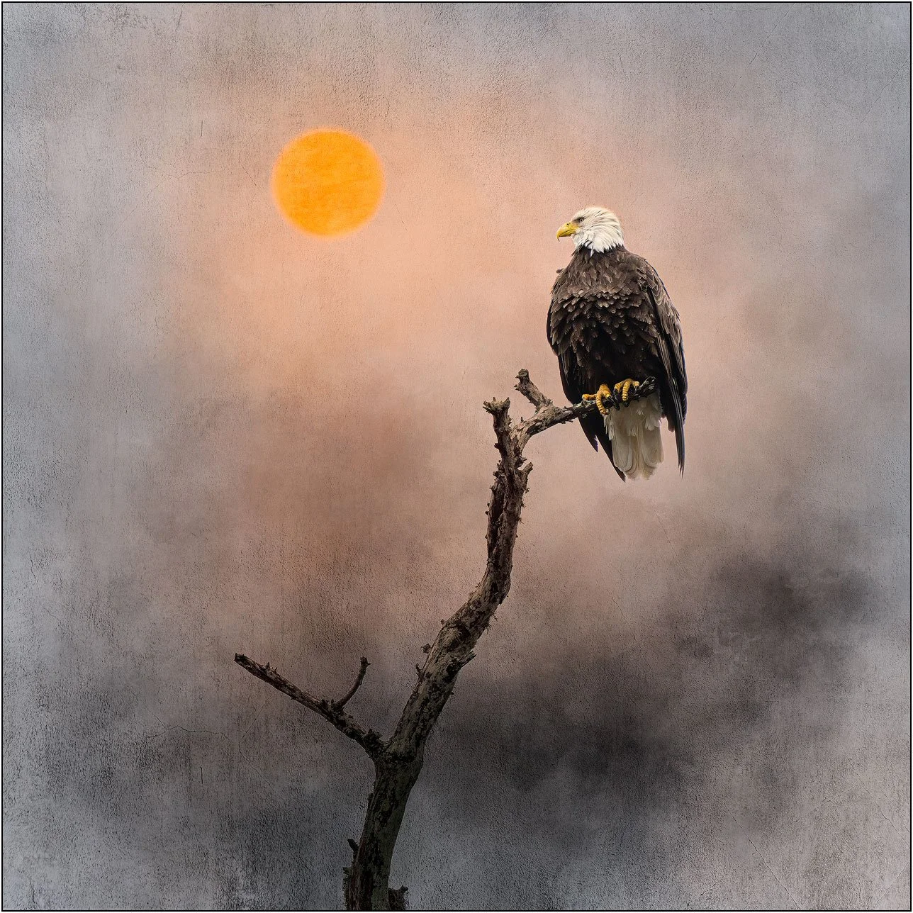 Painterly effect photograph of bald eagle in southern wetlands.