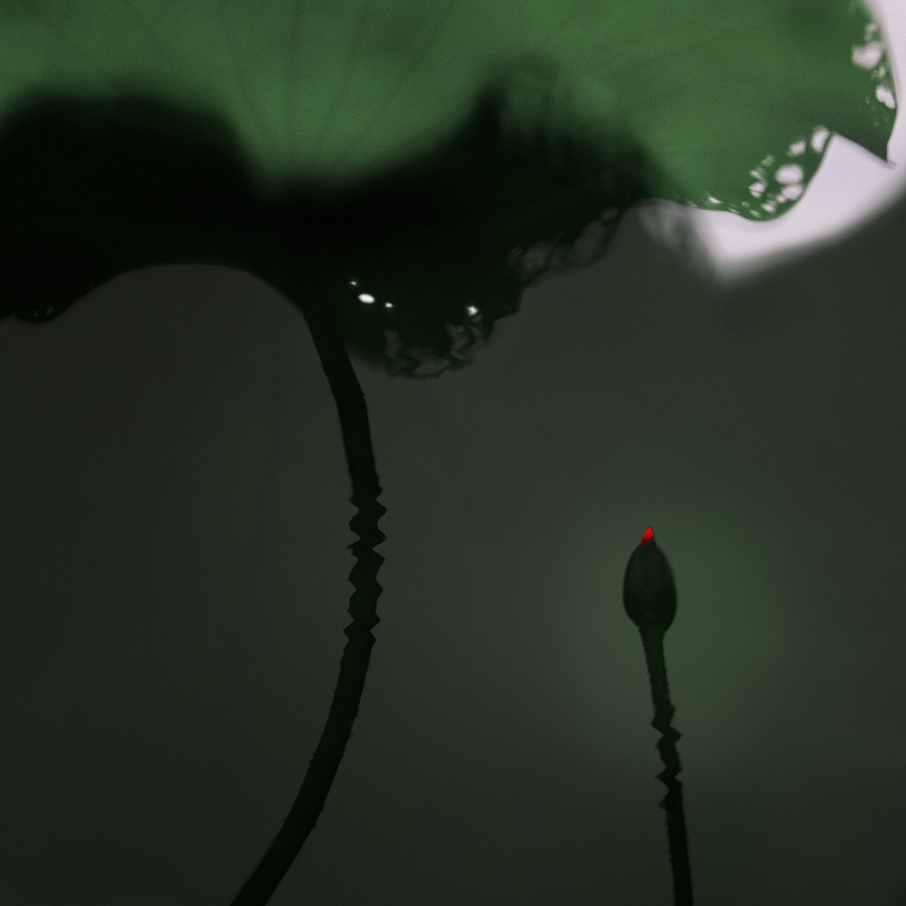 Zen 禅