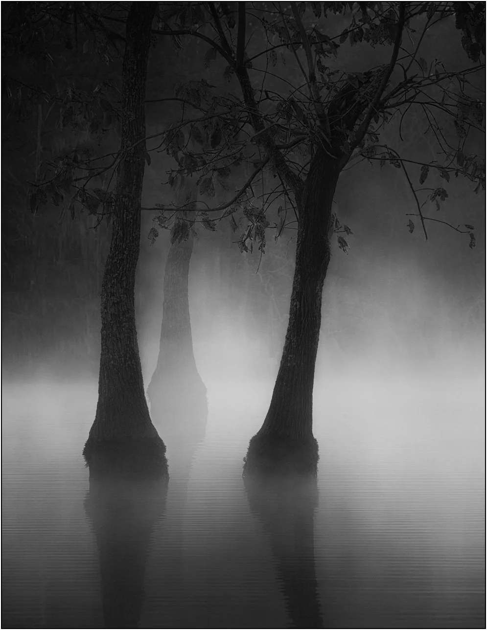Black and white photograph of tupelo trees in misty southern wetlands with soft reflections on calm water.