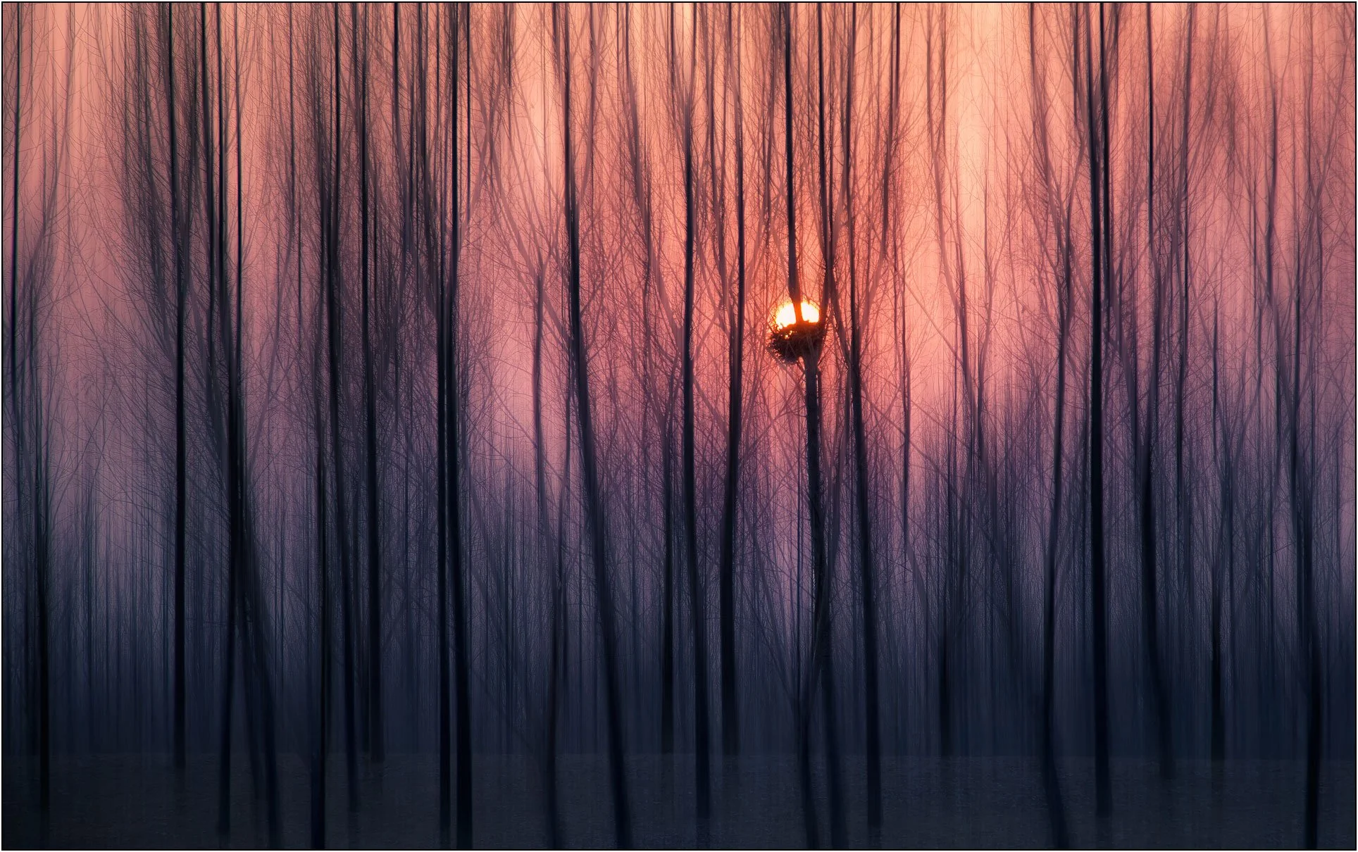 Sunlight glowing through a dense forest with a nest silhouetted against setting sun and warm evening light