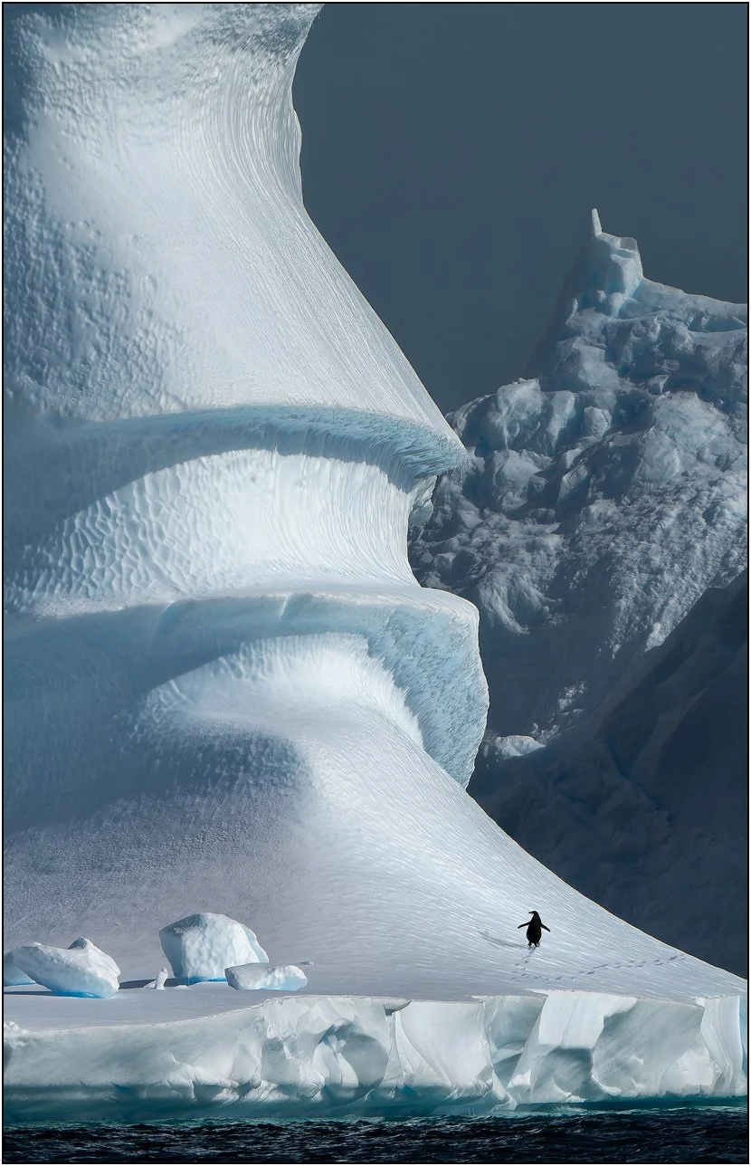 A penguin on huge iceberg with detailed ice patterns and textures in Antarctica.
