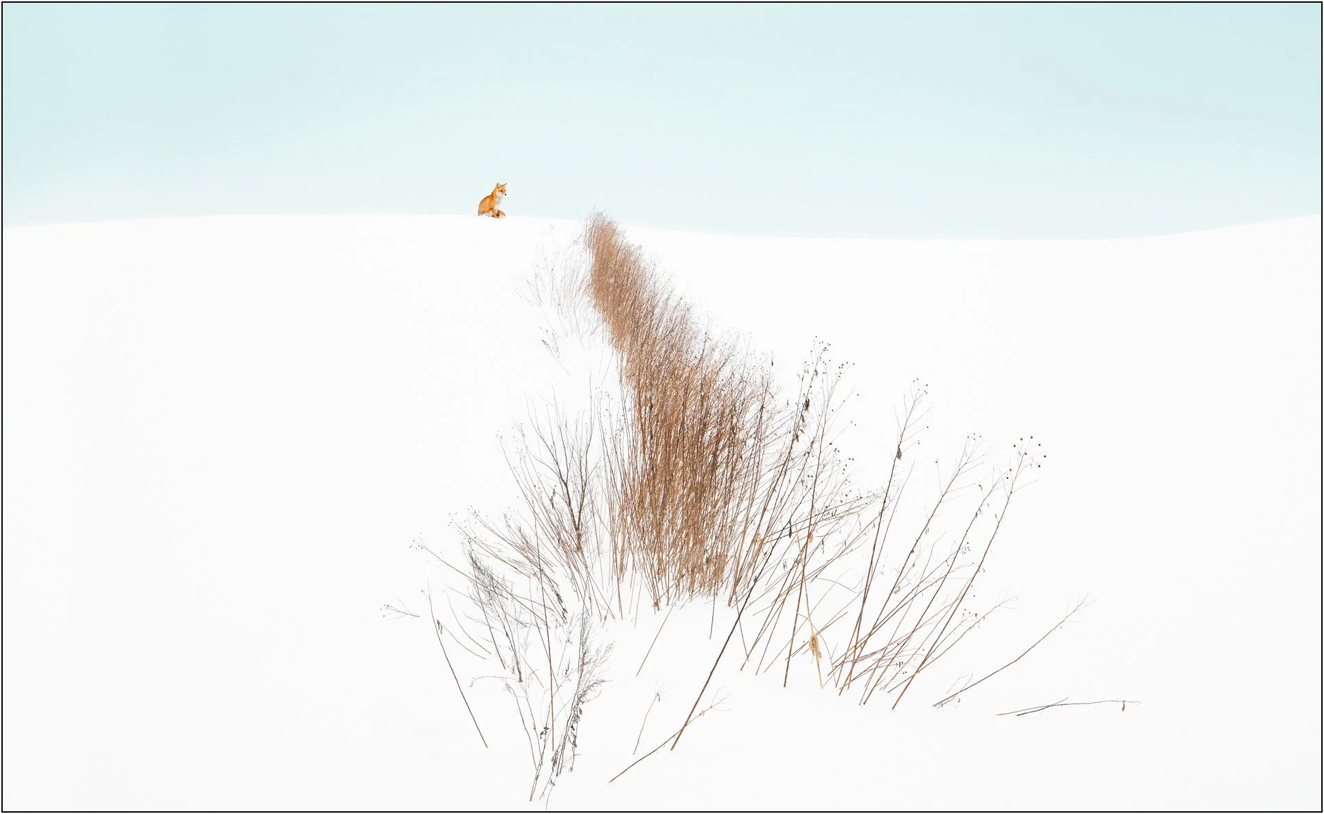 A small fox standing on a snowy ridge against a pale sky with minimal vegetation in Hokkaido, Japan.