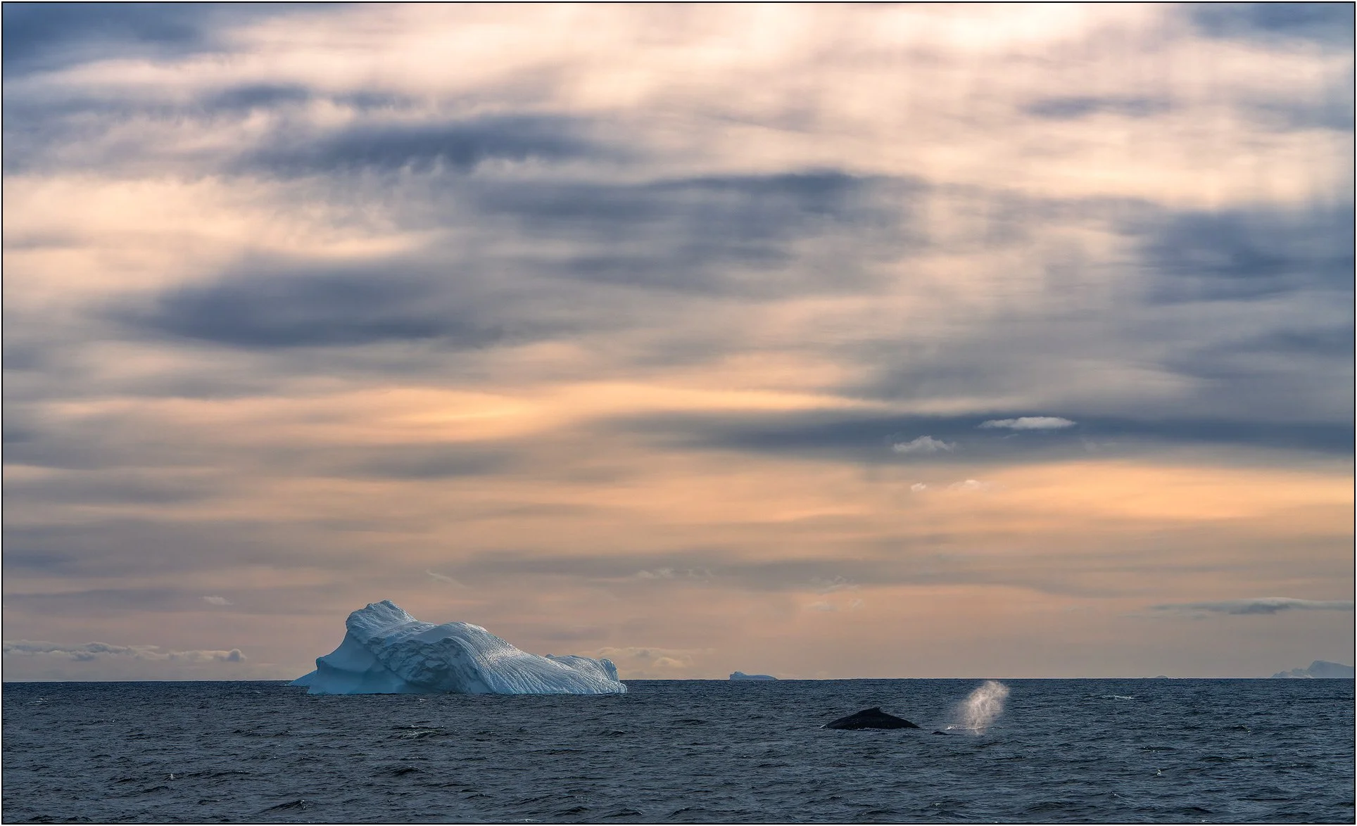 A whale takes a breath during sunset with iceberg floating behind in Antarctica.