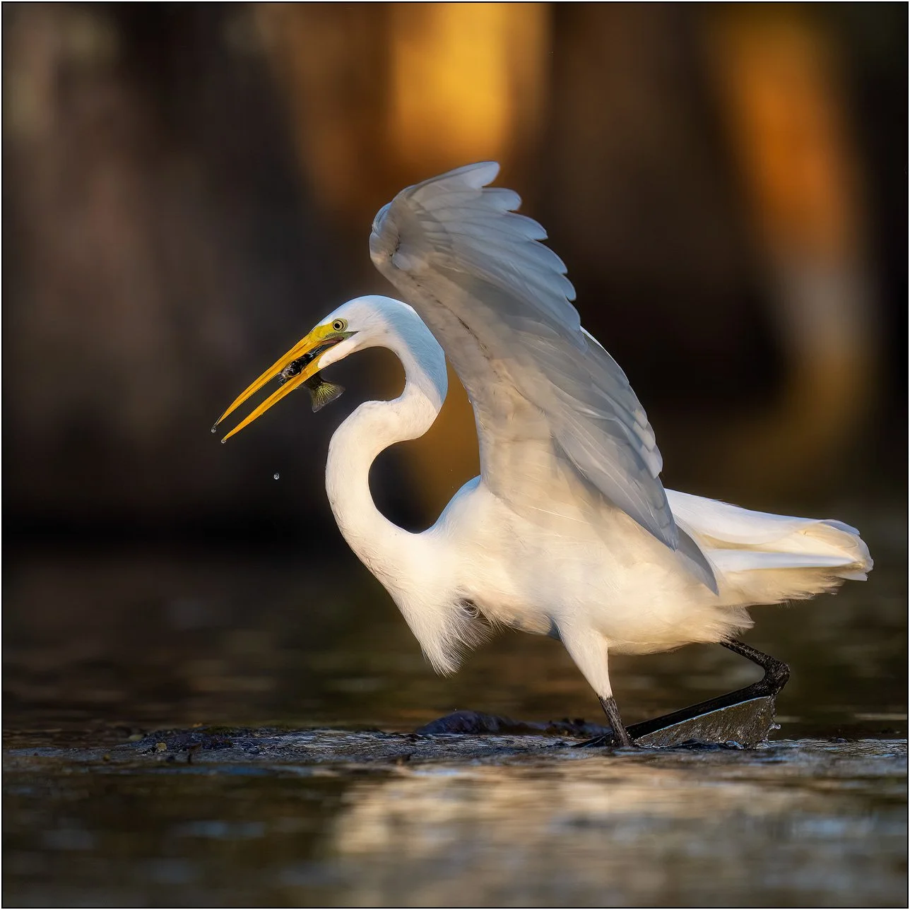 Great egret catches a fish in golden morning light in southern wetlands.