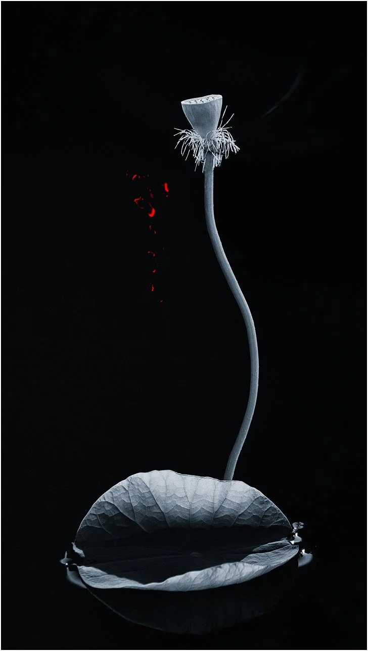 Minimalist black background composition of a lotus stem and leaf with subtle red accents
