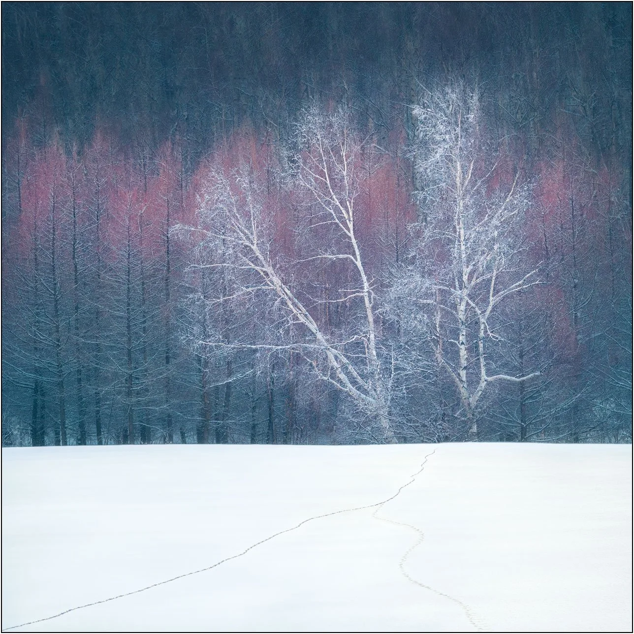 A snowy field with a winding trail leading toward a colorful forest of birch trees in Hokkaido, Japan.