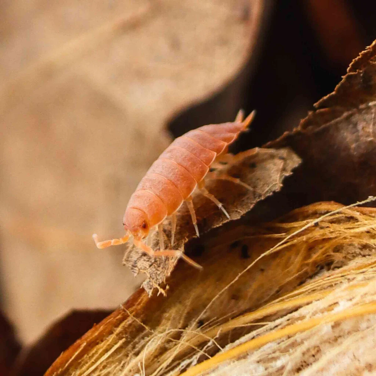 Powder Orange Isopods
