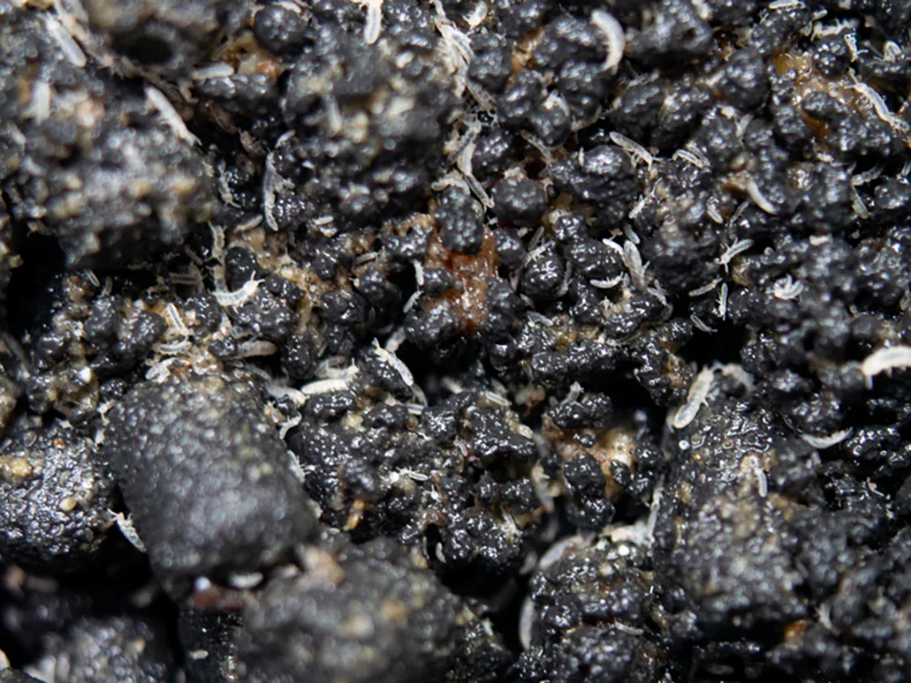 Tropical Springtail Culture