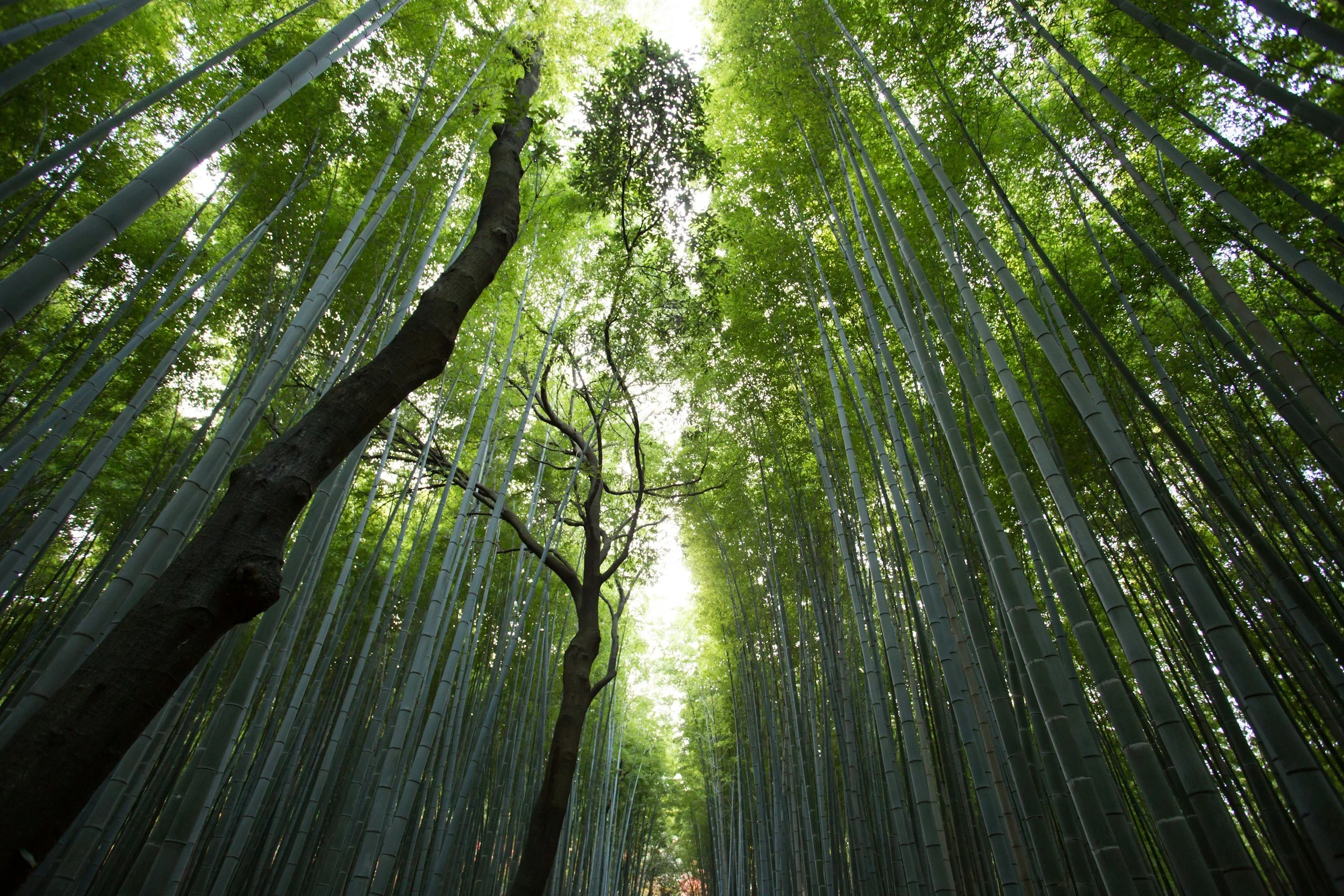 Tall bamboo trees in a green forest with sunlight filtering through the leaves.