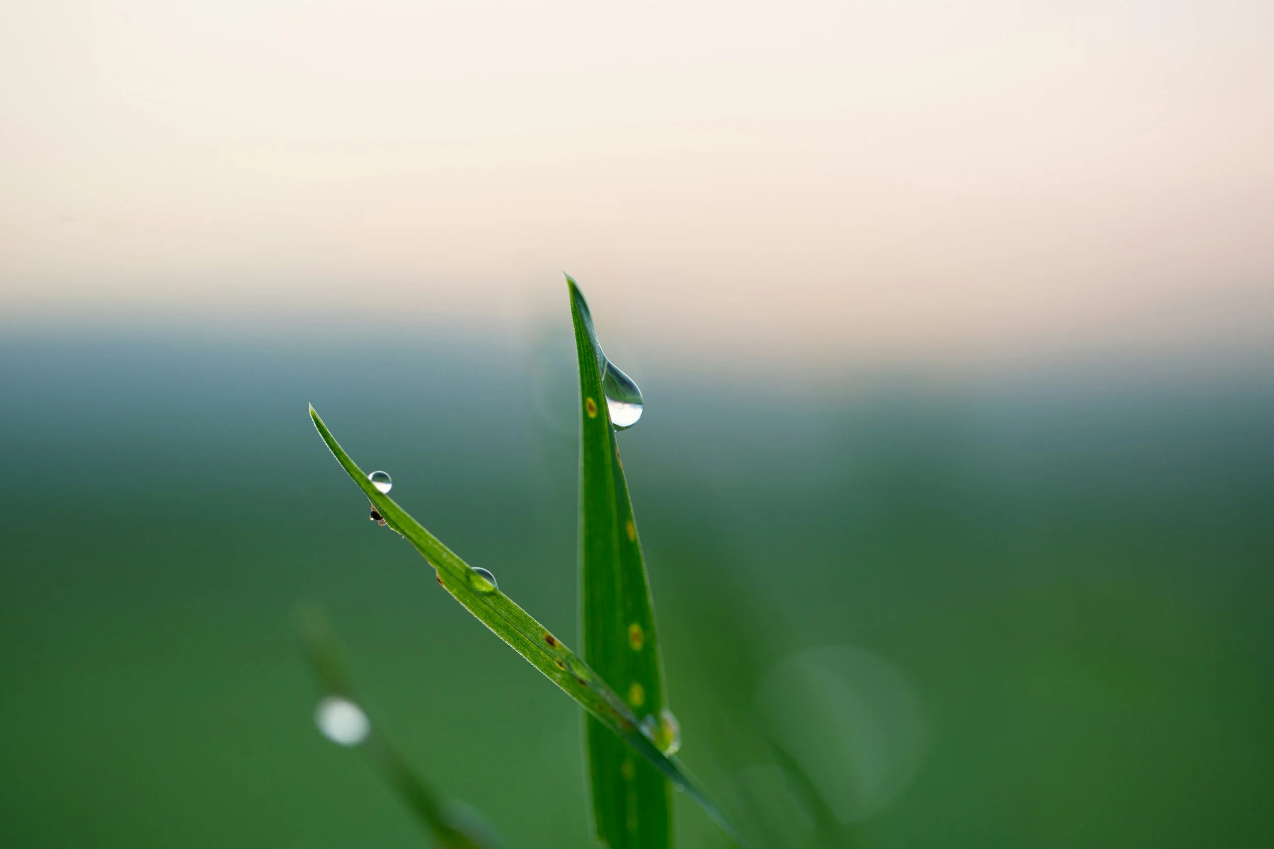 Close-up of a green grass blade with water droplets, against a blurred gradient background.